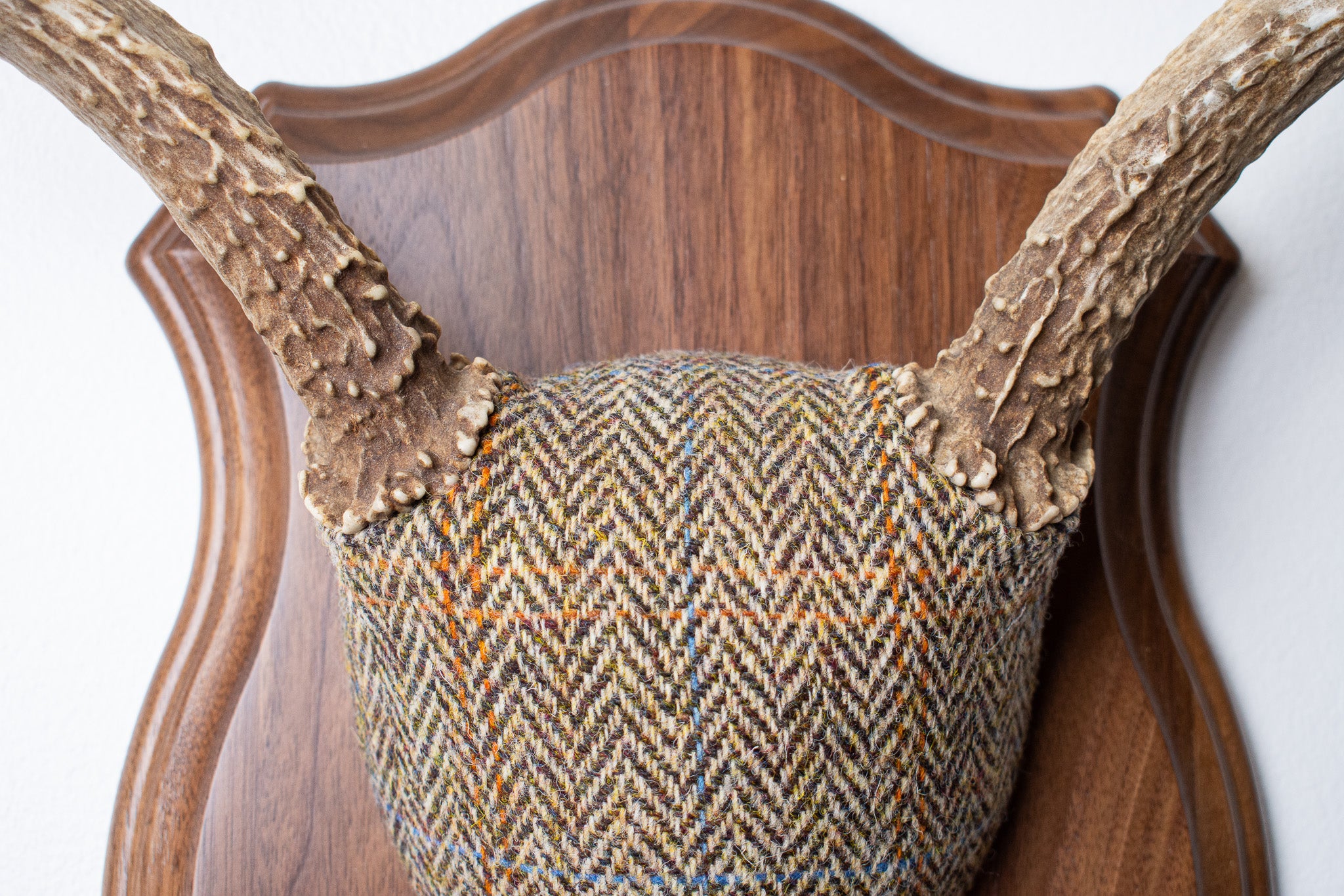 Mule Deer Antler Mount | Brown Herringbone | 19