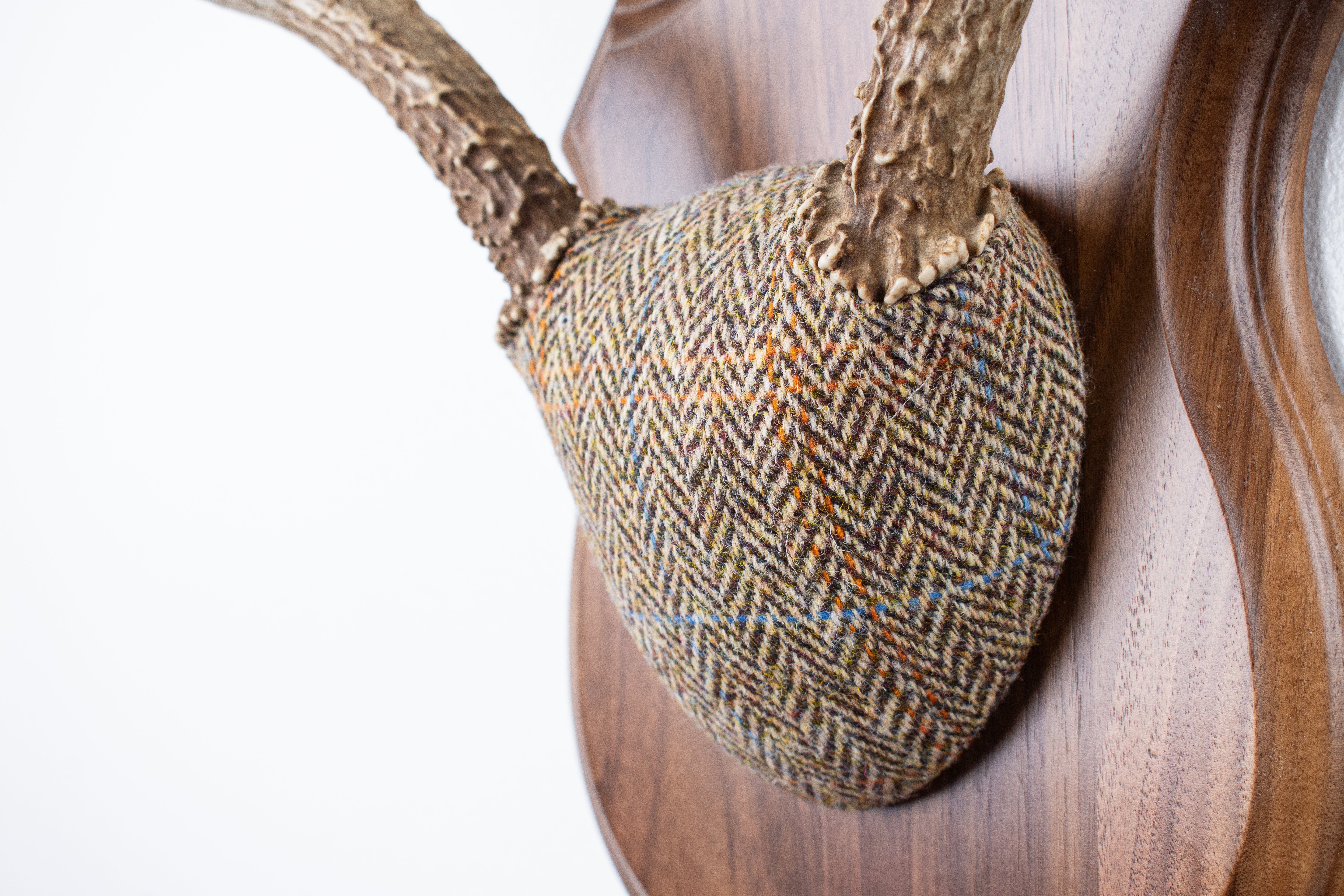 Mule Deer Antler Mount | Brown Herringbone | 19