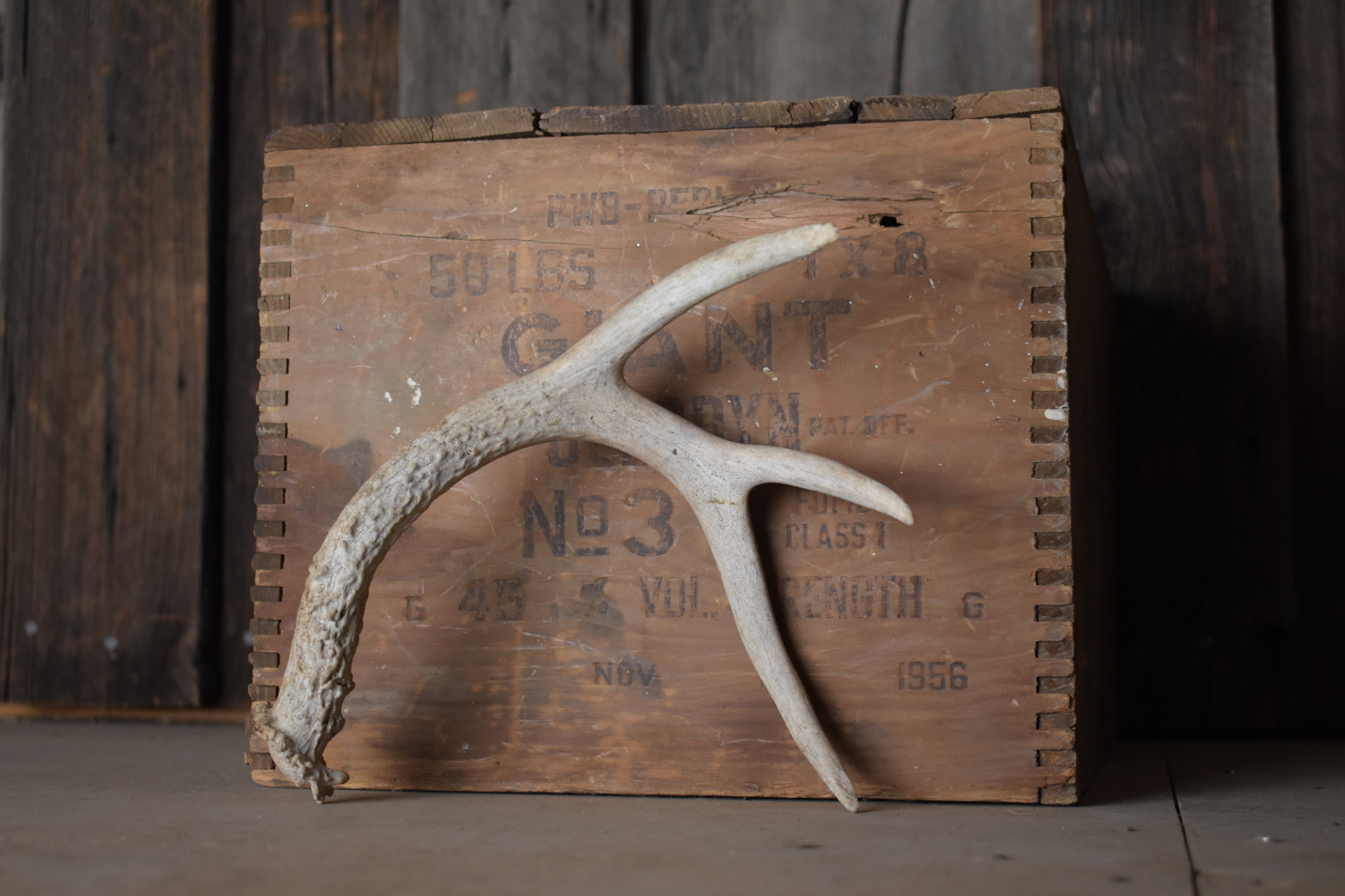Whitetail Deer Antler | 03 | SOLD OUT
