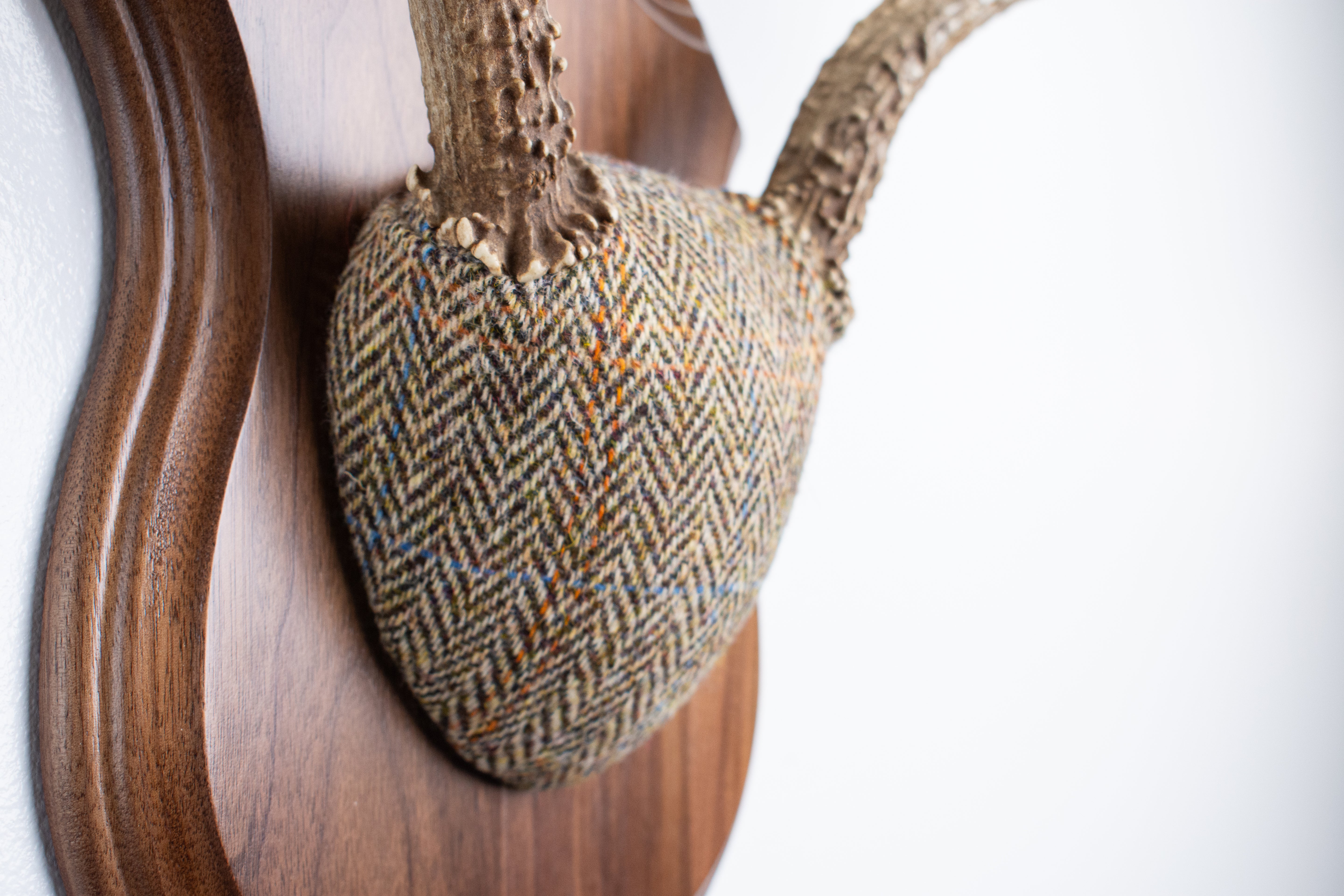 Mule Deer Antler Mount | Brown Herringbone | 19