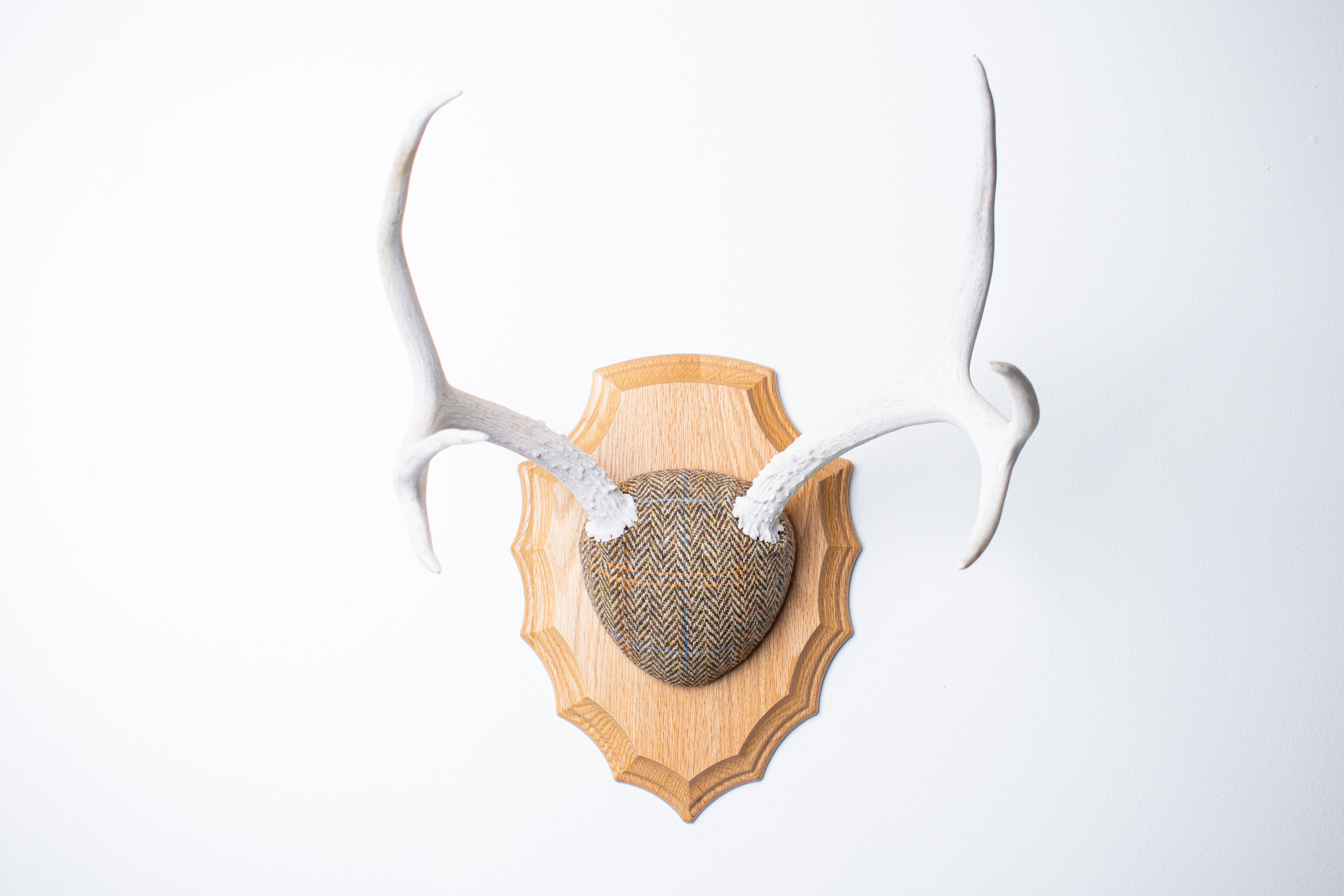 Mule Deer Antler Mount | Brown Herringbone | 17