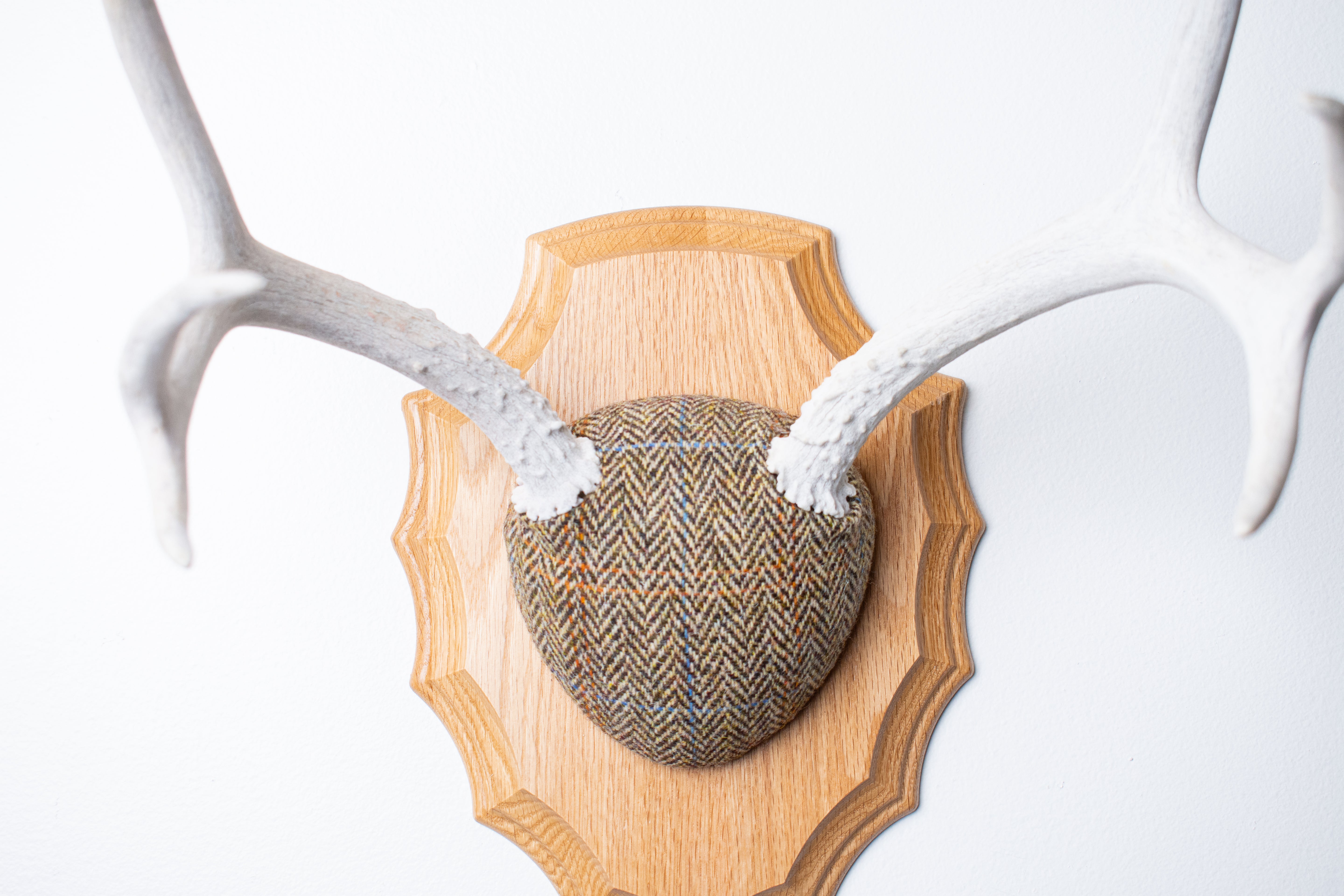 Mule Deer Antler Mount | Brown Herringbone | 17