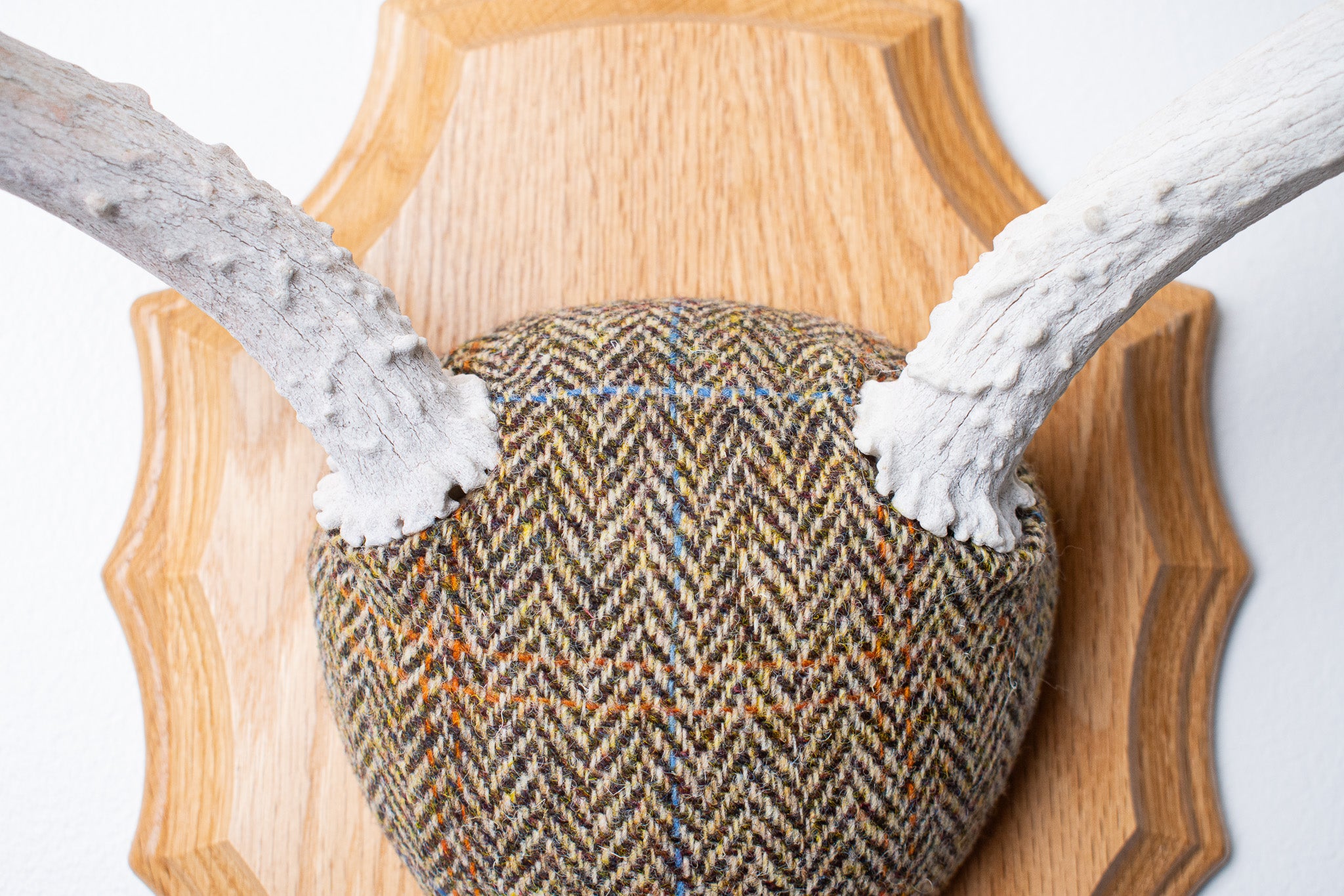 Mule Deer Antler Mount | Brown Herringbone | 17