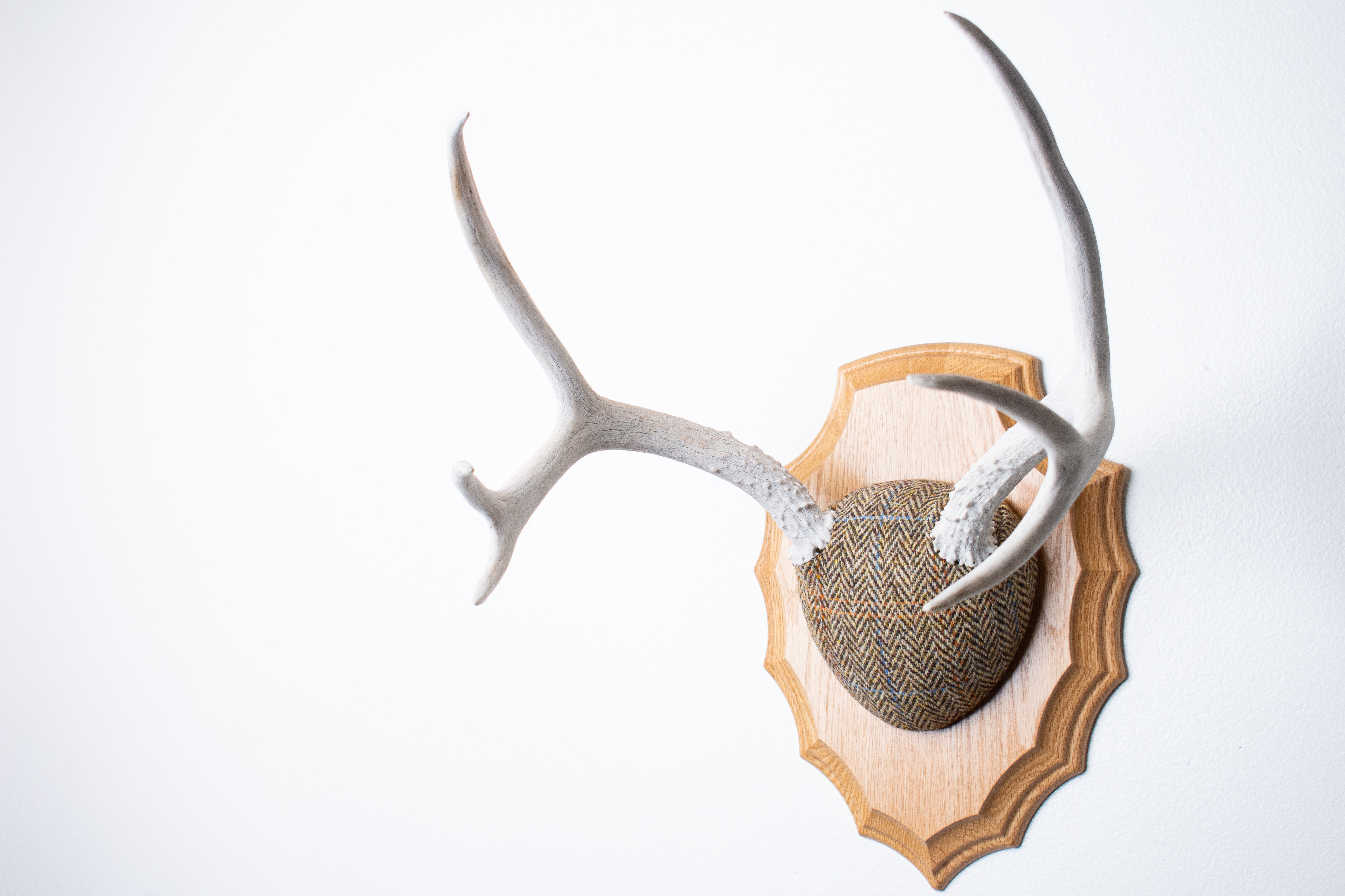 Mule Deer Antler Mount | Brown Herringbone | 17
