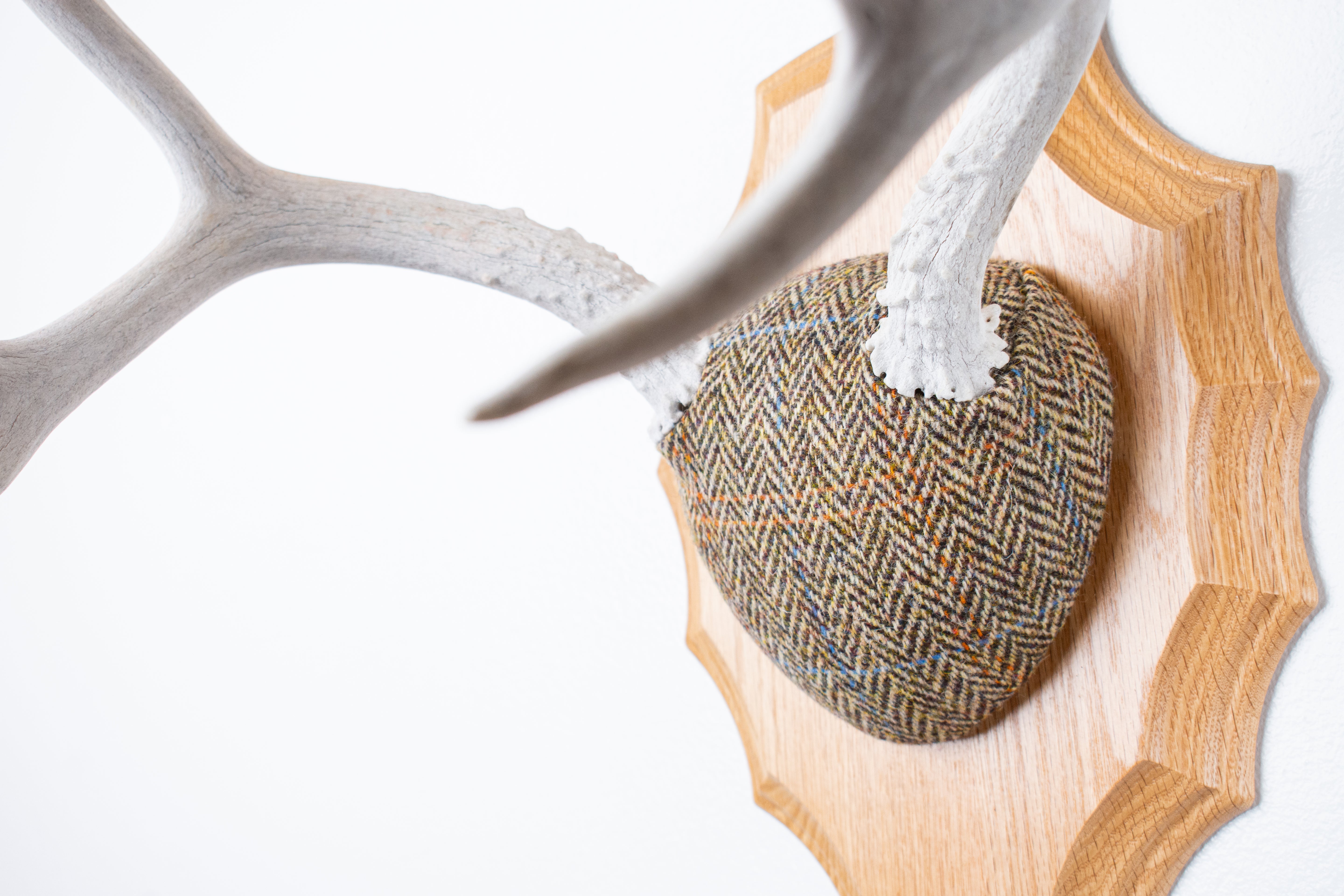 Mule Deer Antler Mount | Brown Herringbone | 17