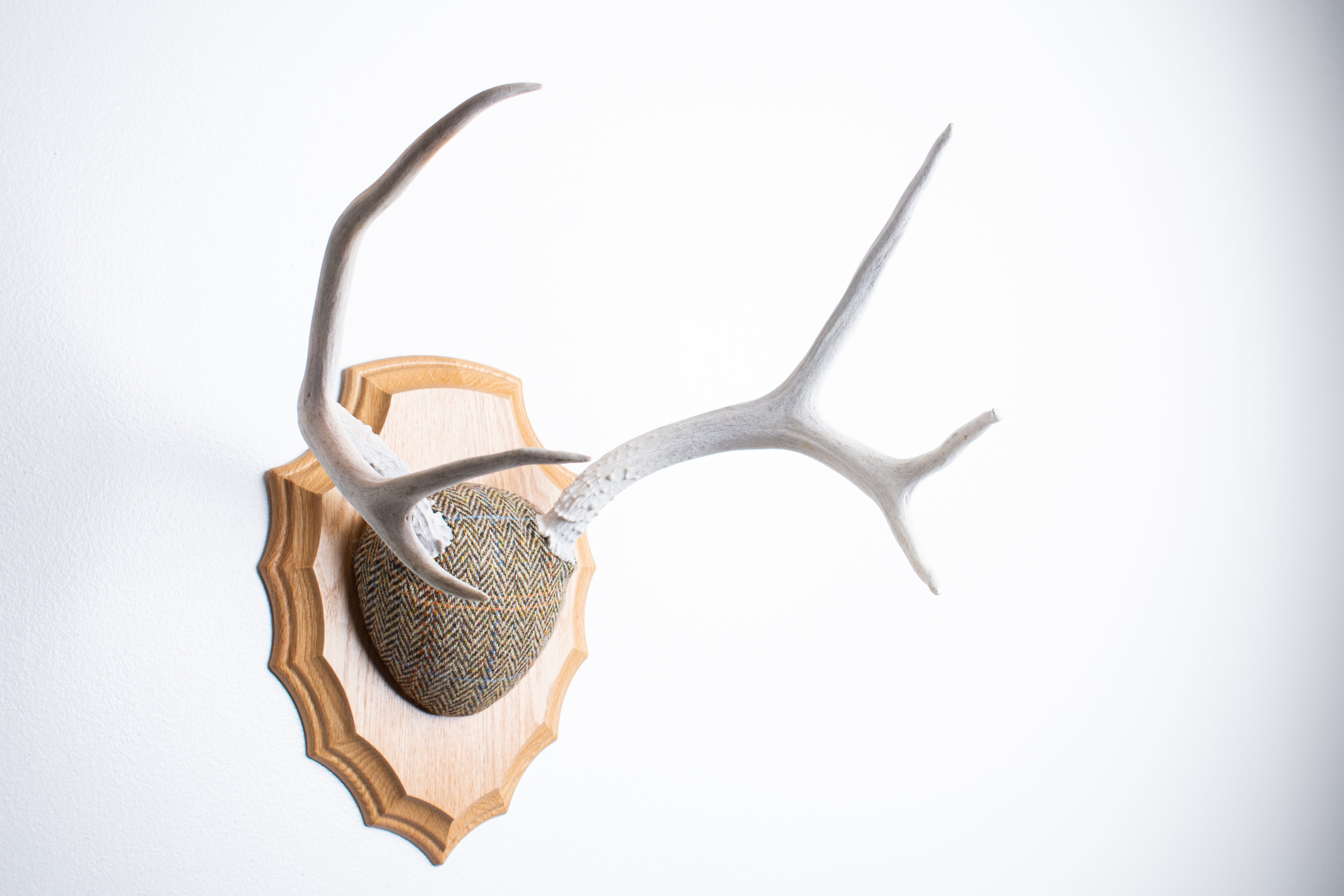 Mule Deer Antler Mount | Brown Herringbone | 17