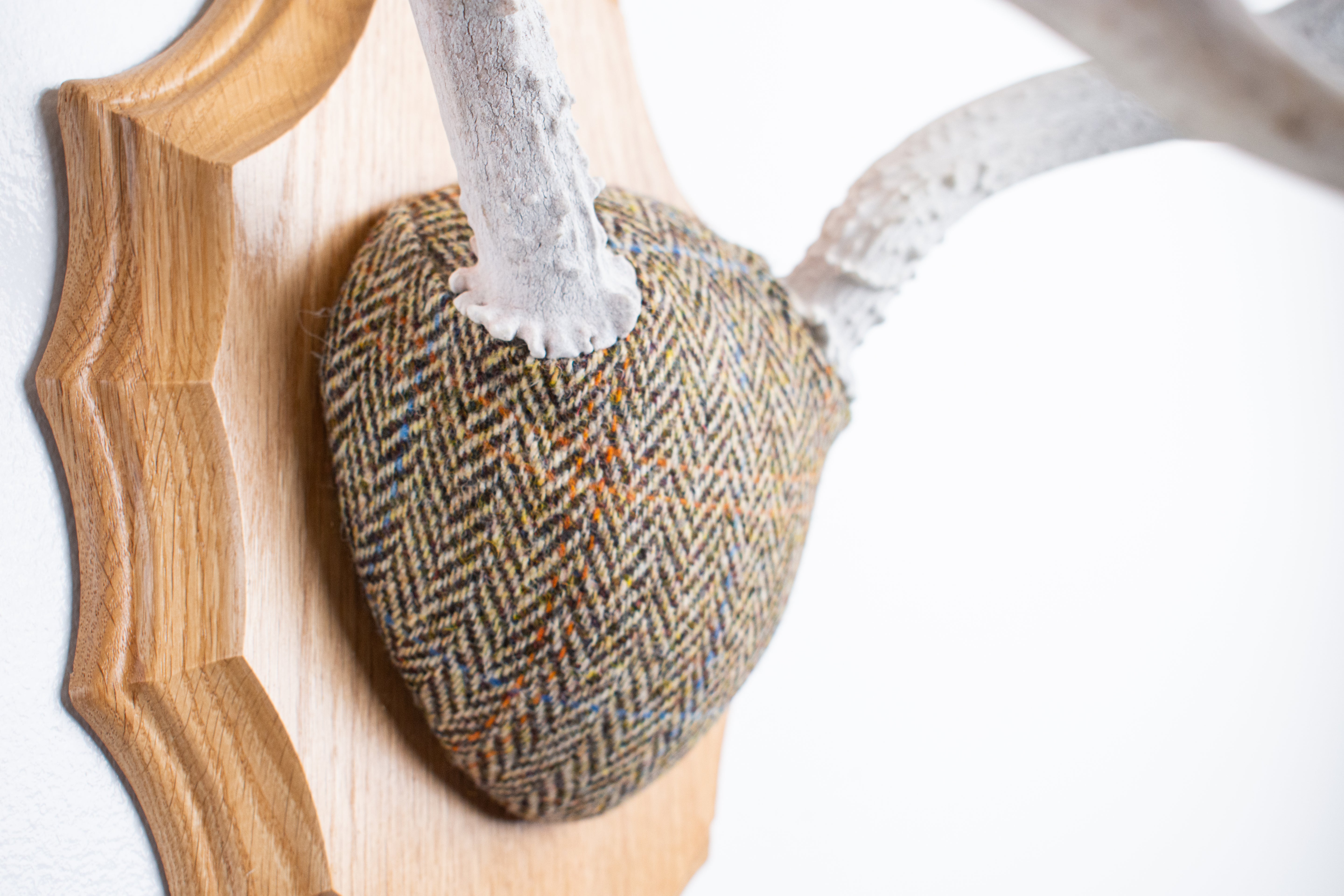 Mule Deer Antler Mount | Brown Herringbone | 17