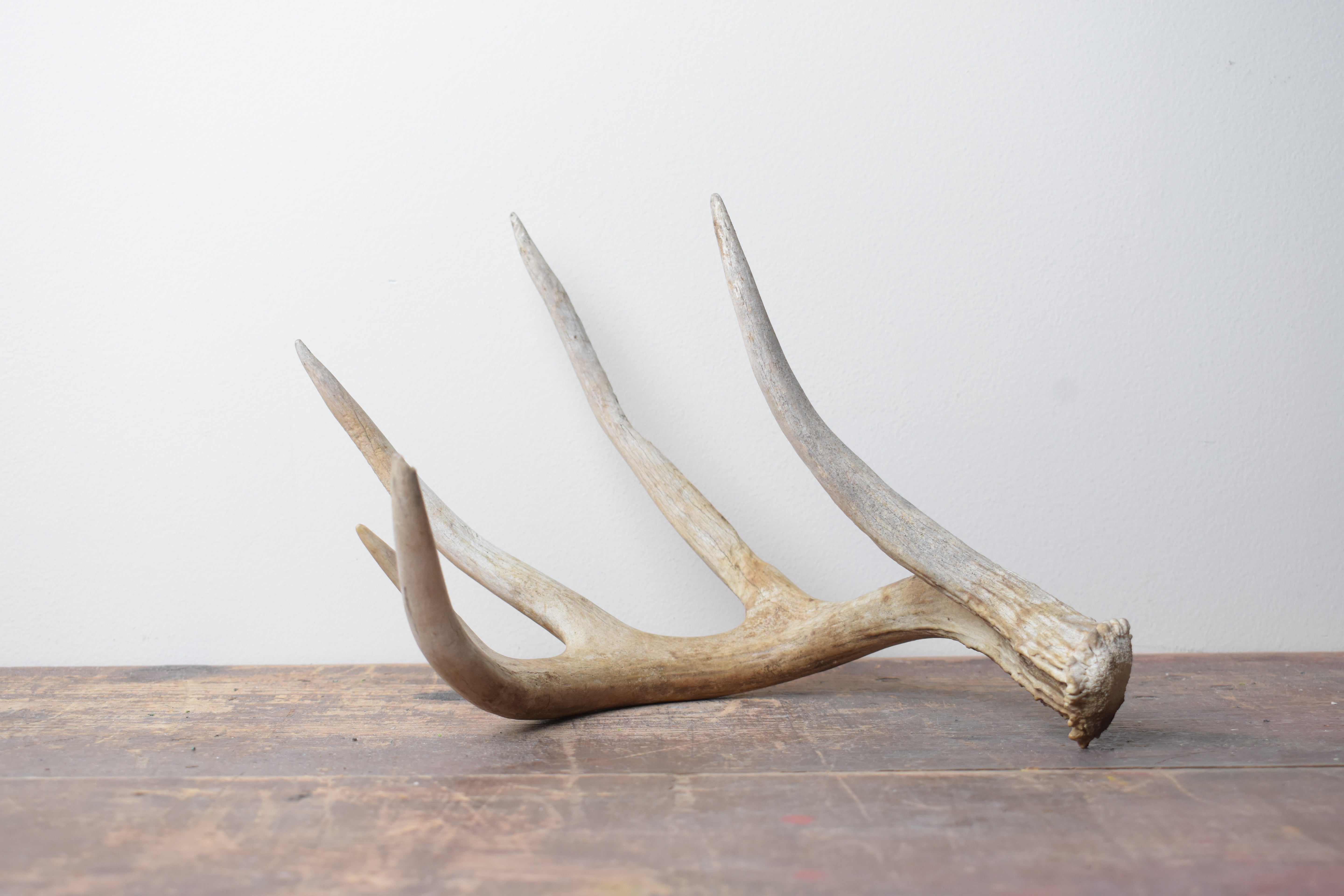 Whitetail Deer Antler | 02