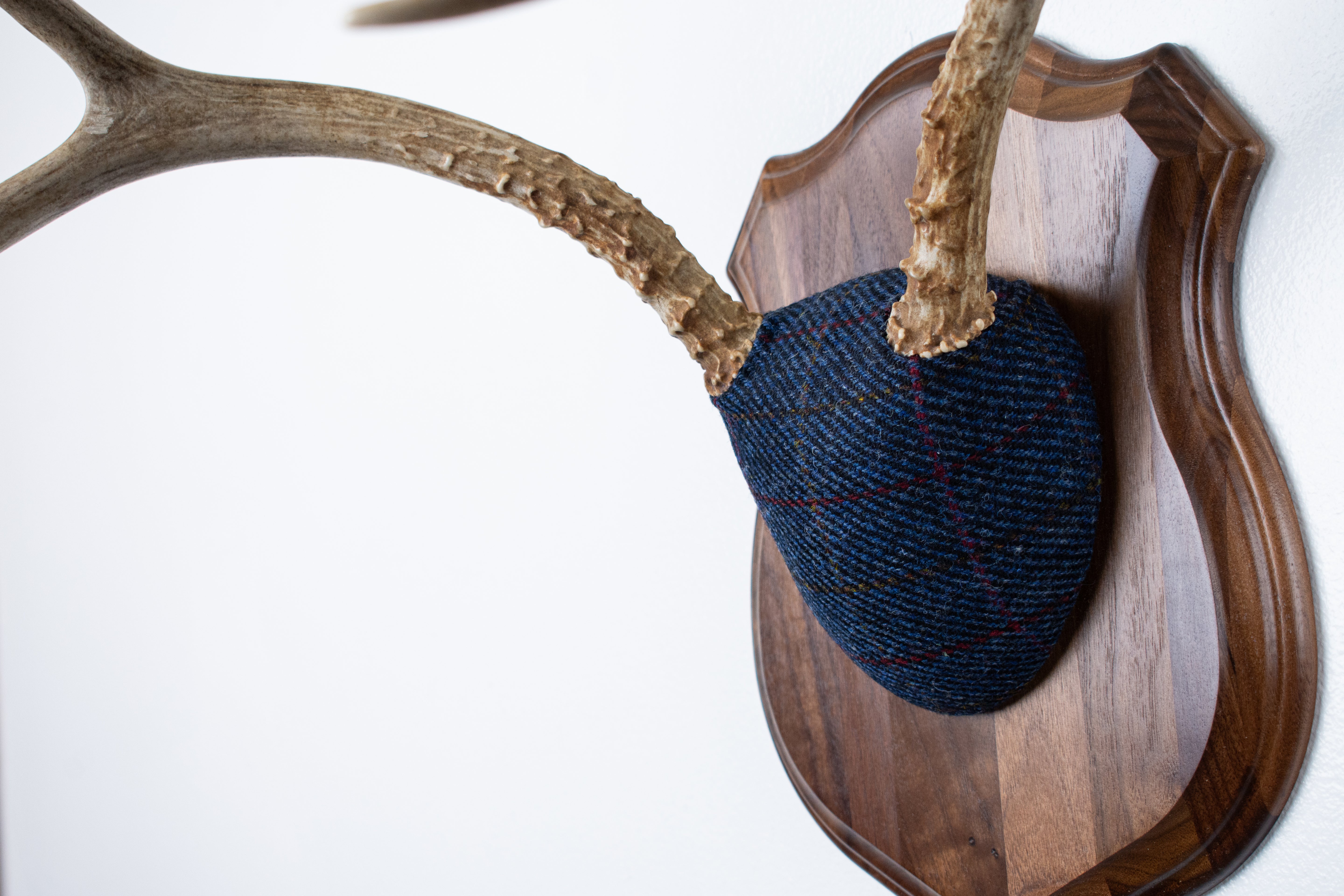 Mule Deer Antler Mount | Blue with Red Overcheck | 21