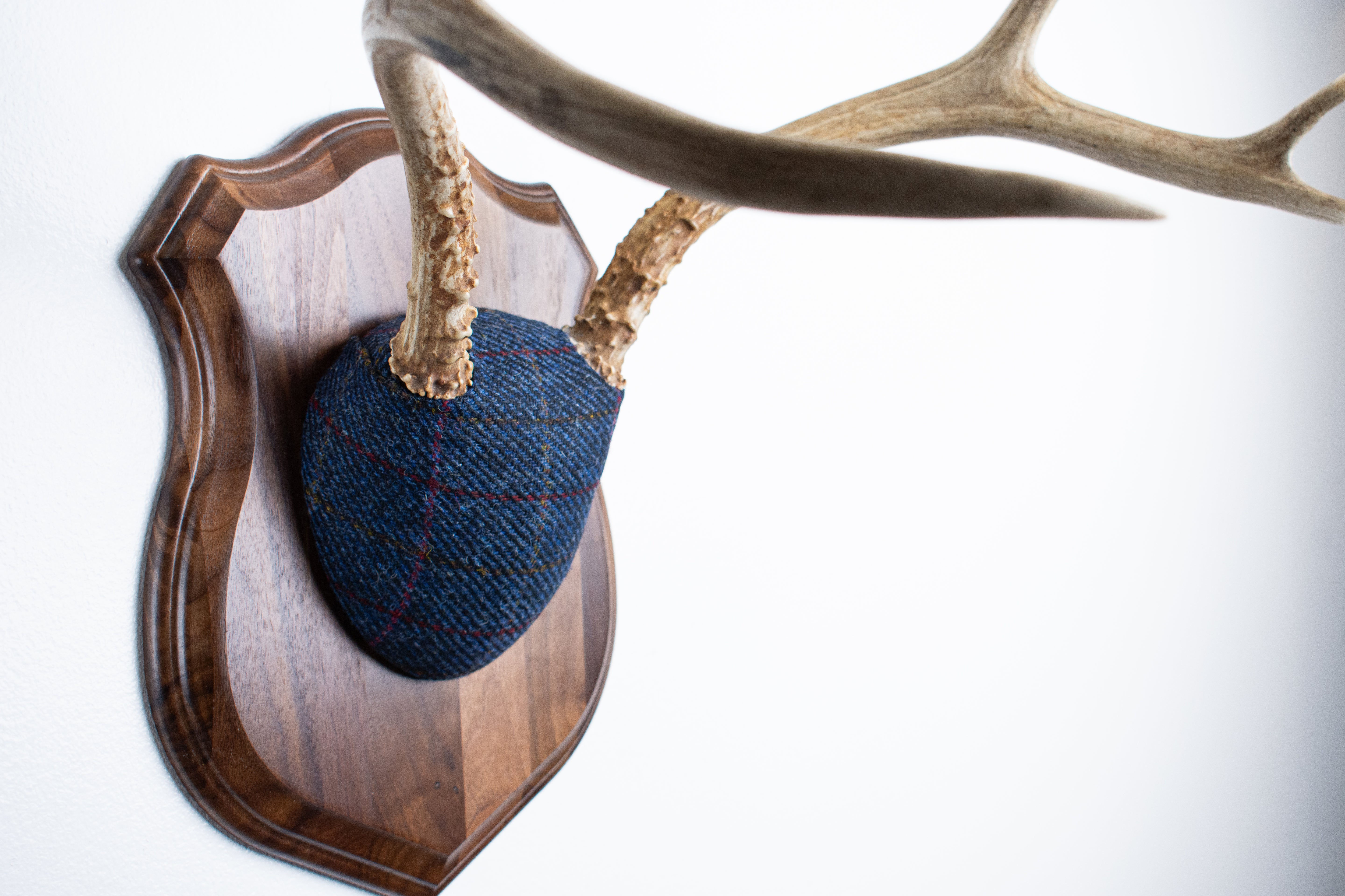 Mule Deer Antler Mount | Blue with Red Overcheck | 21
