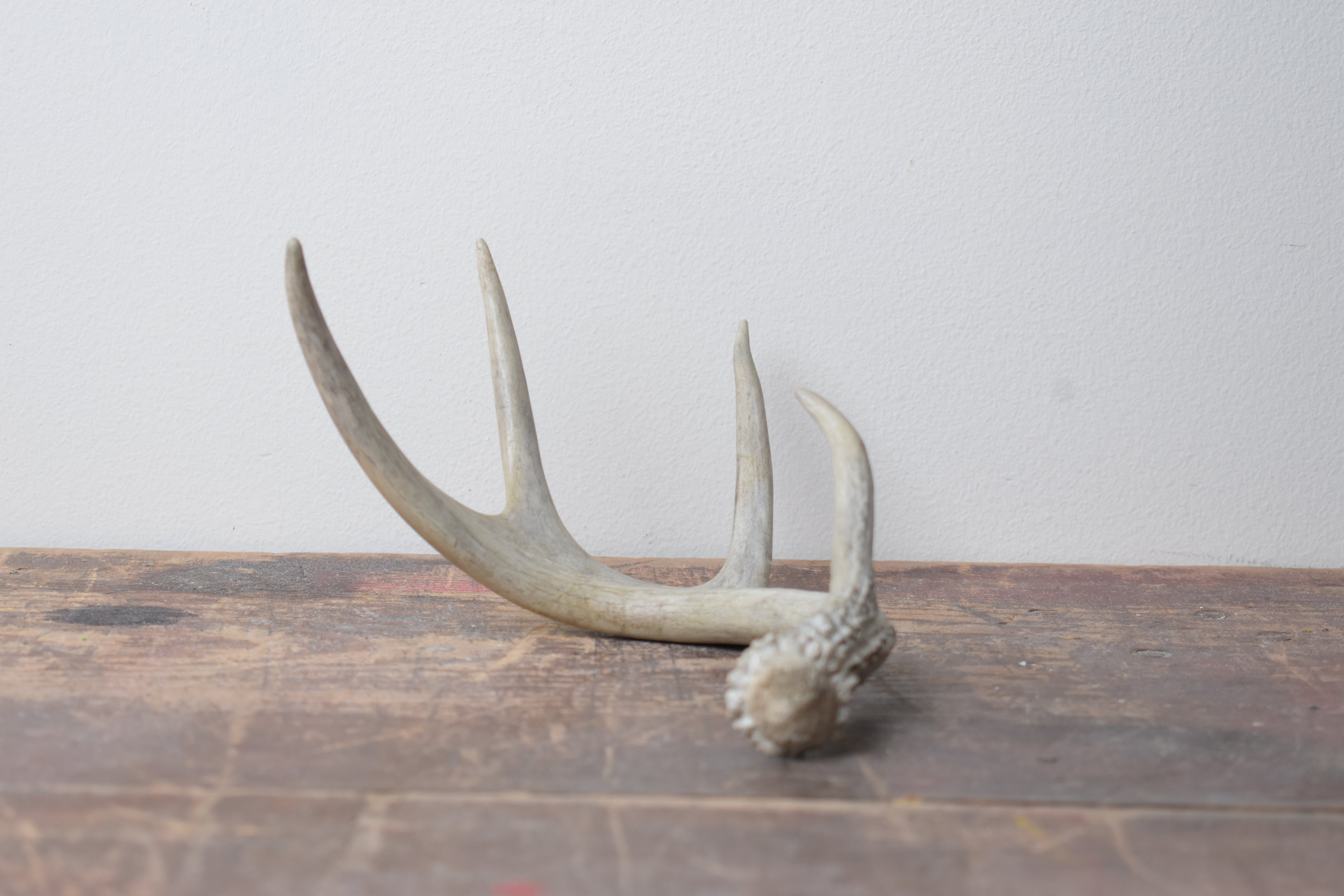 Whitetail Deer Antler | 02 | SOLD OUT