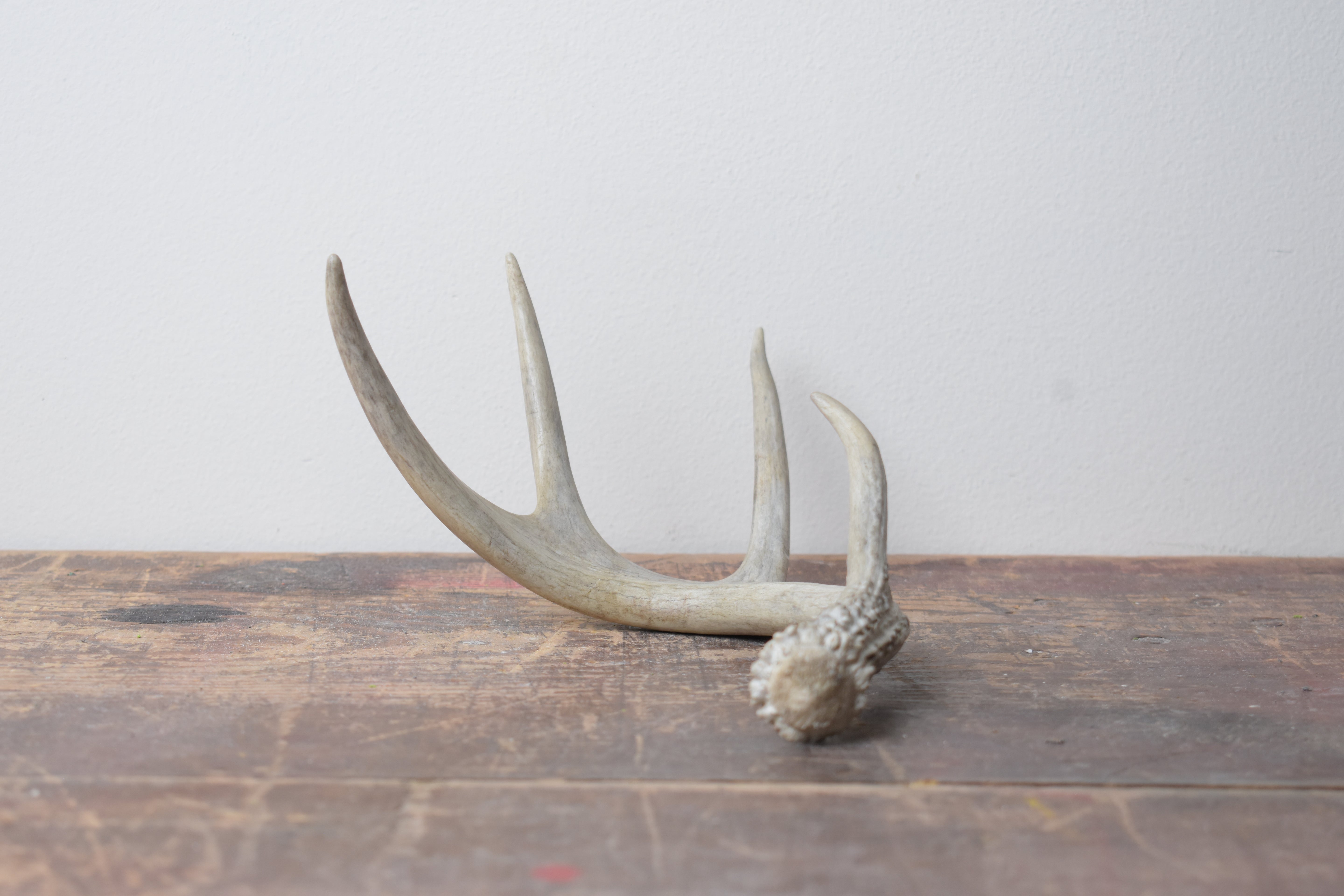 Whitetail Deer Antler | 01