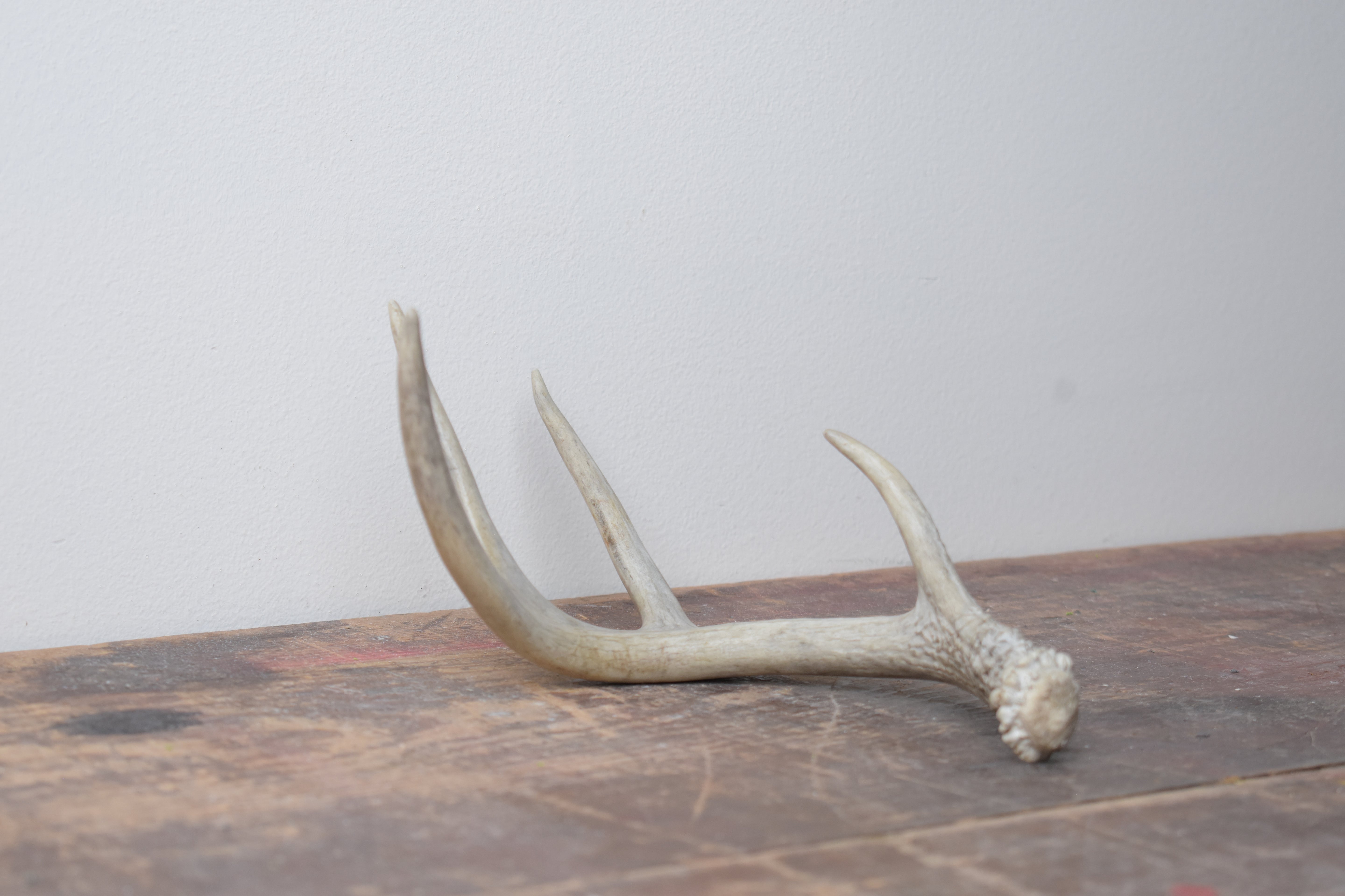 Whitetail Deer Antler | 01 | SOLD OUT
