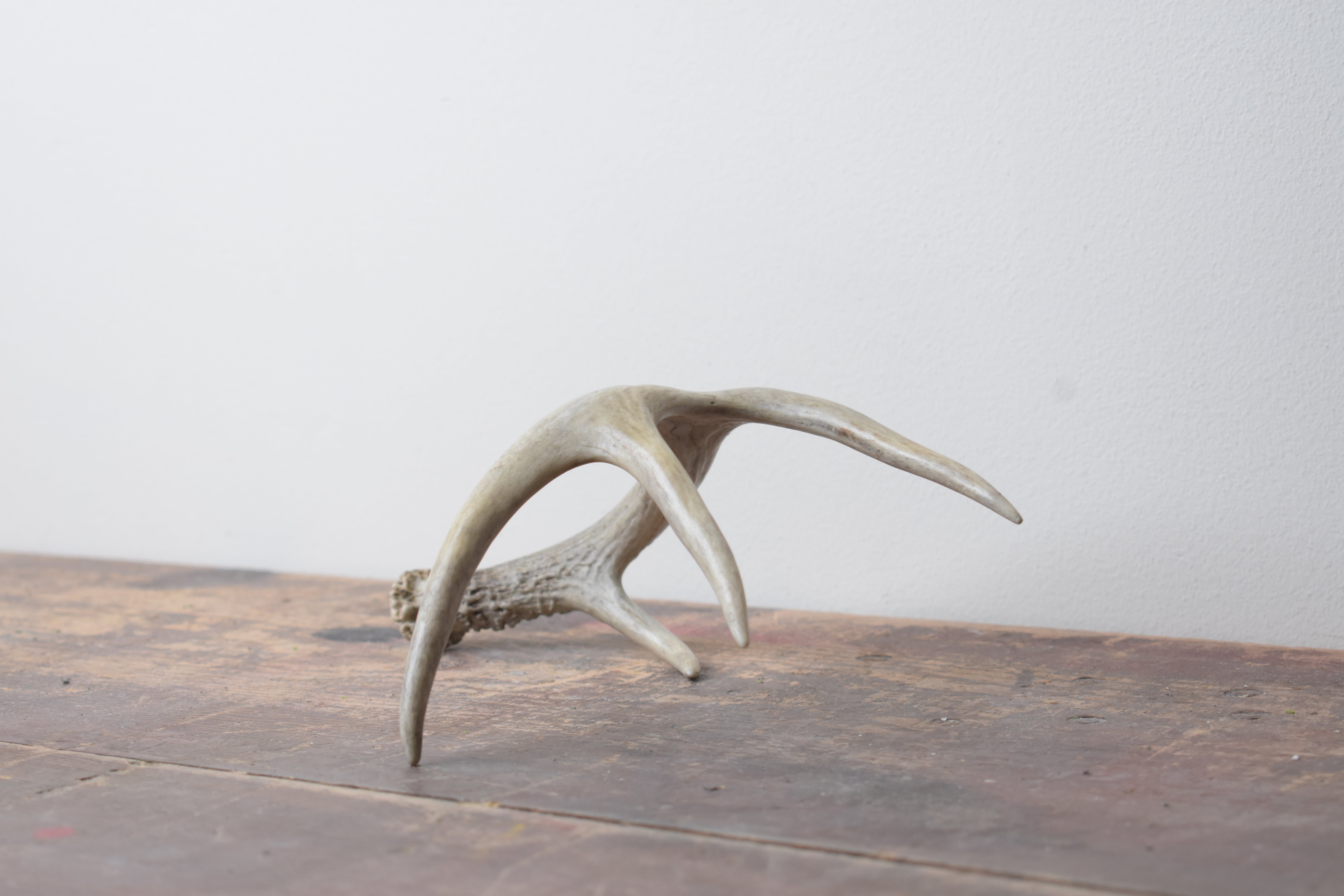Whitetail Deer Antler | 01 | SOLD OUT