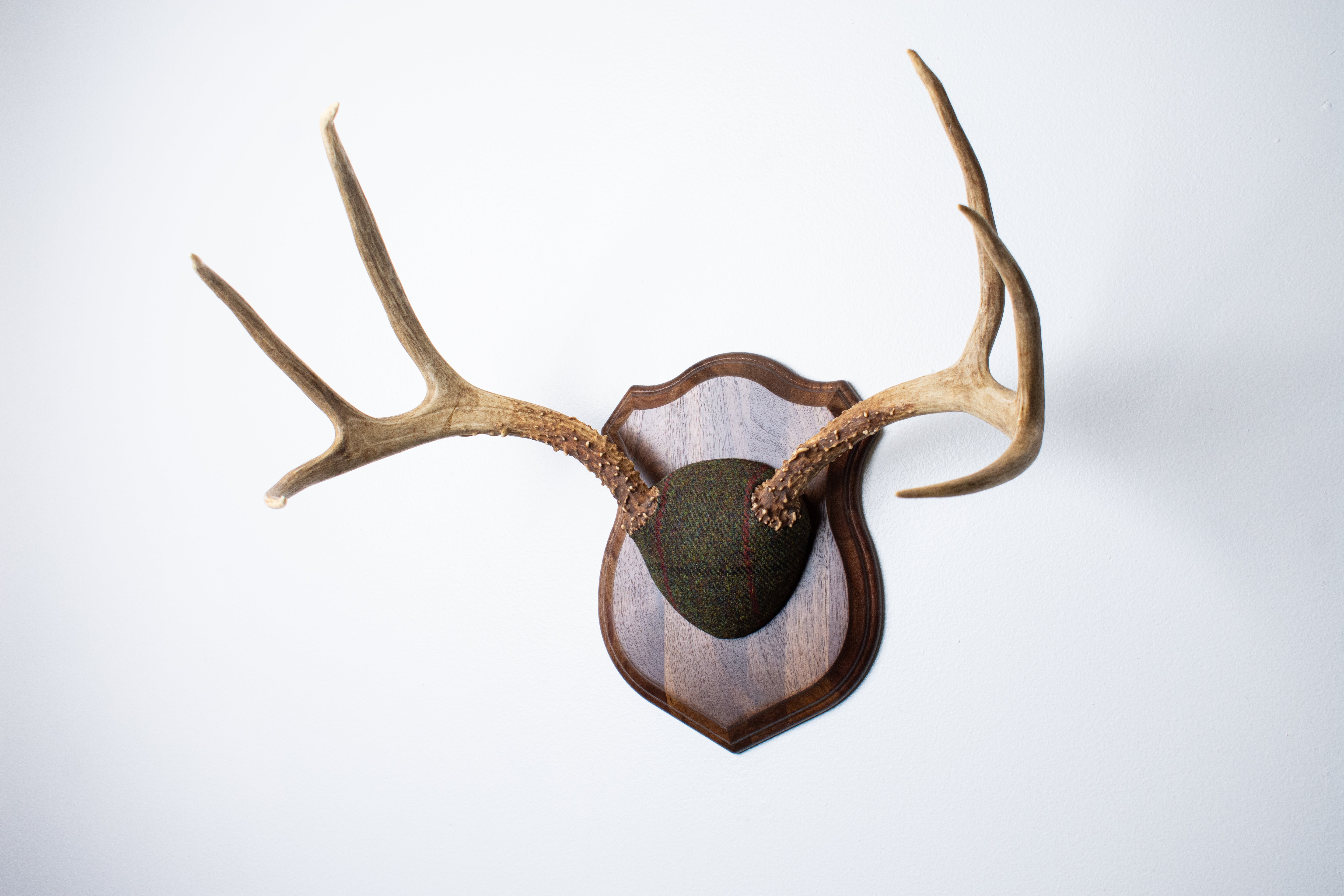 Mule Deer Antler Mount | Green with Black and Red Overcheck | 18