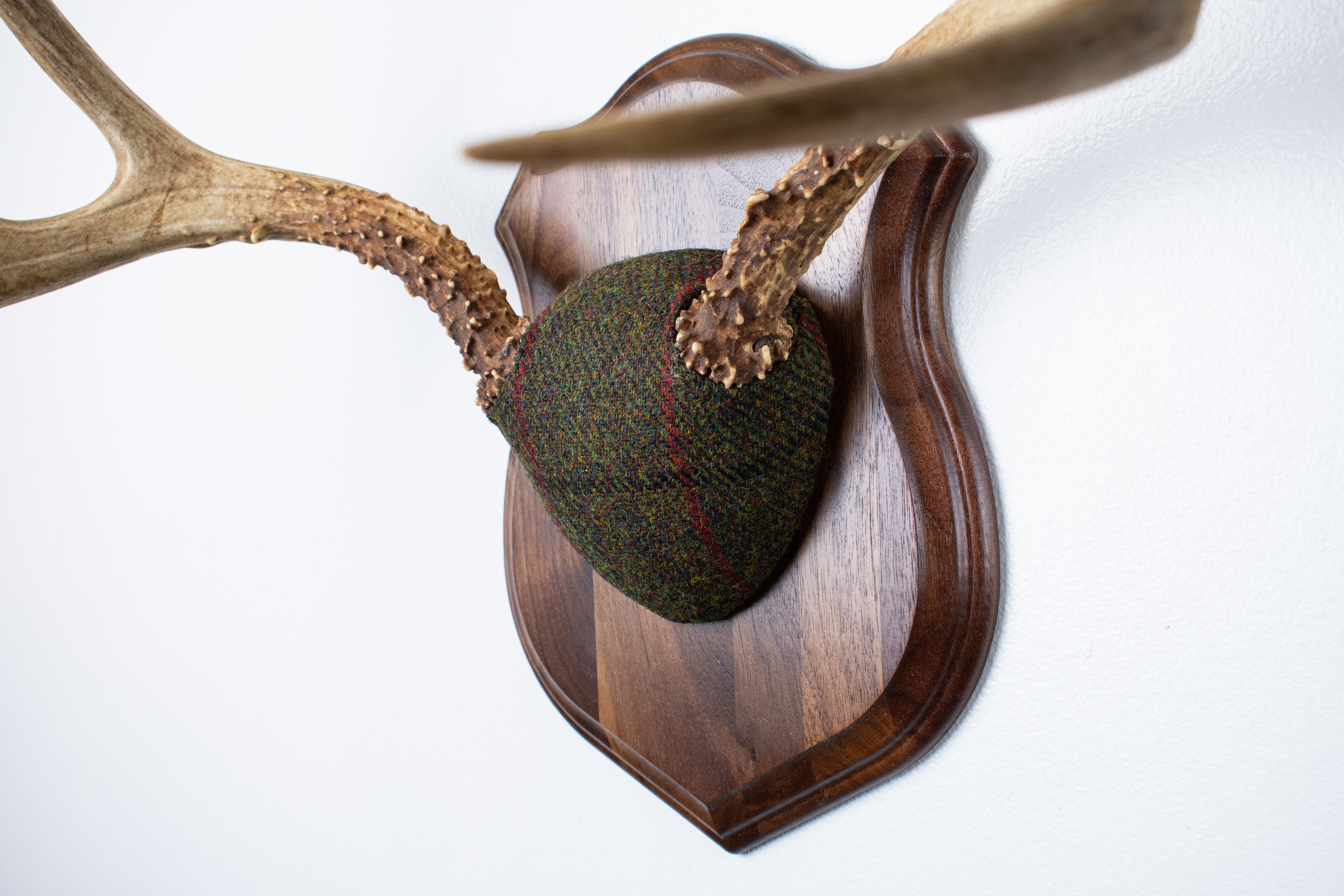 Mule Deer Antler Mount | Green with Black and Red Overcheck | 18