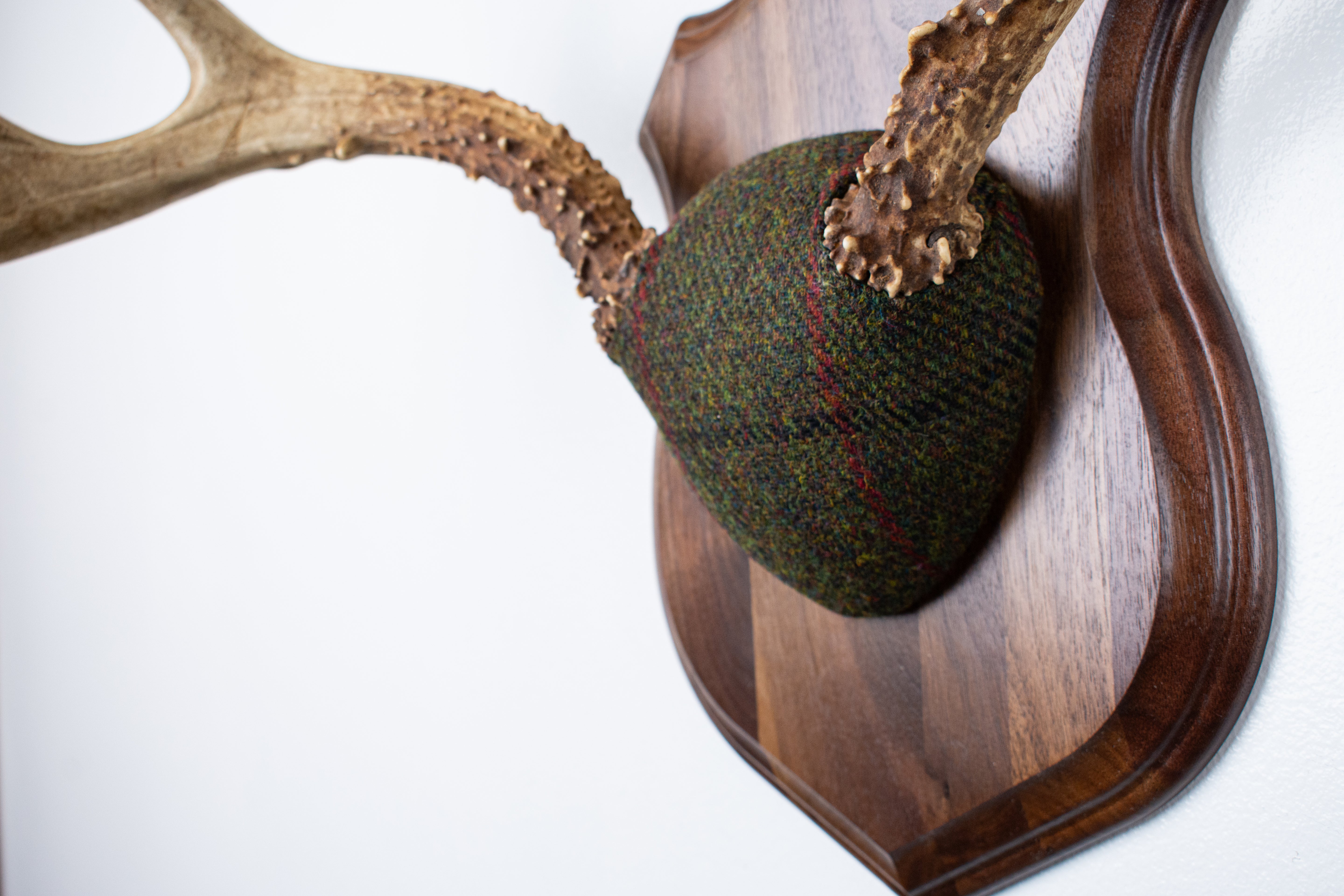 Mule Deer Antler Mount | Green with Black and Red Overcheck | 18