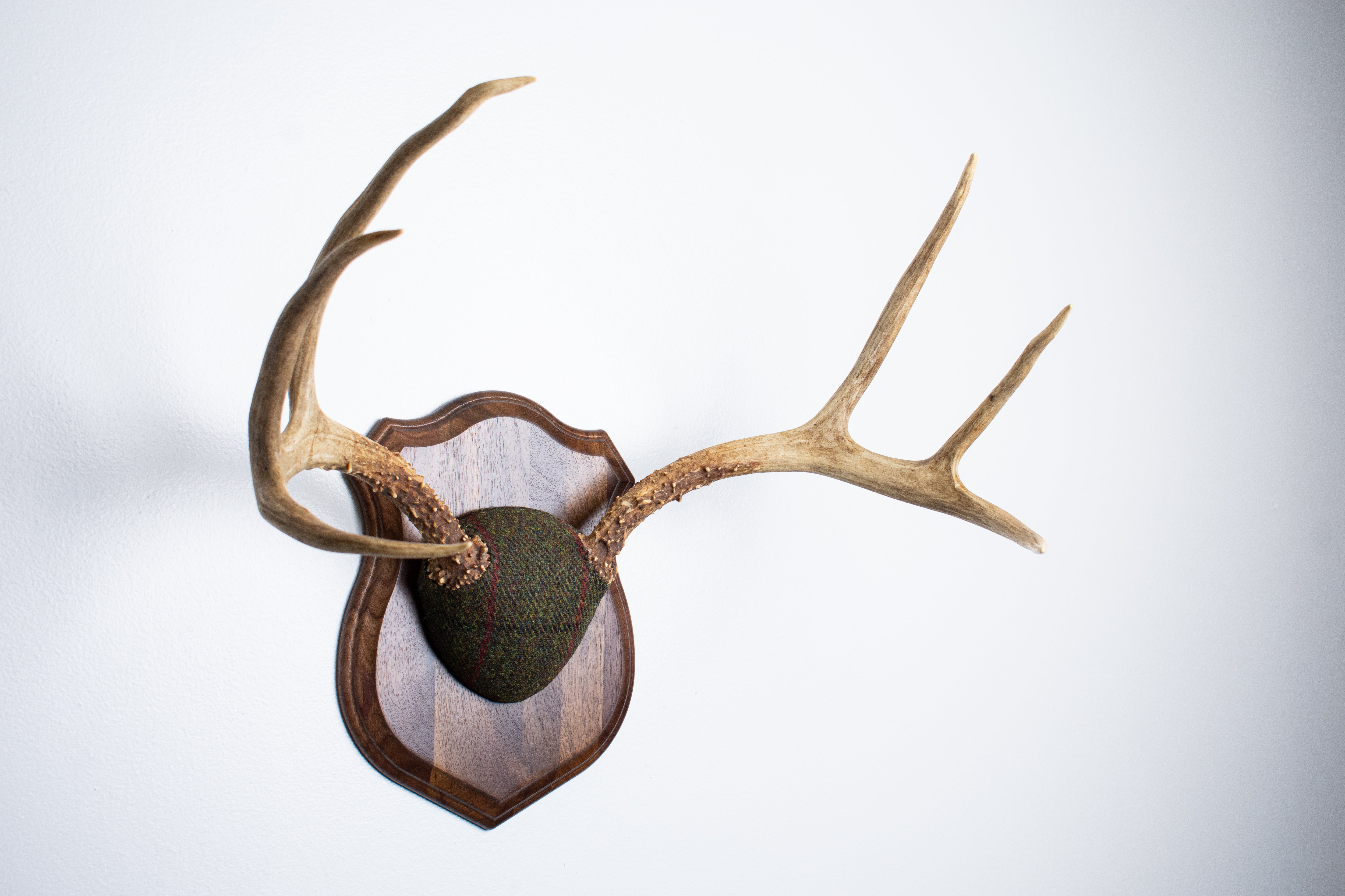Mule Deer Antler Mount | Green with Black and Red Overcheck | 18