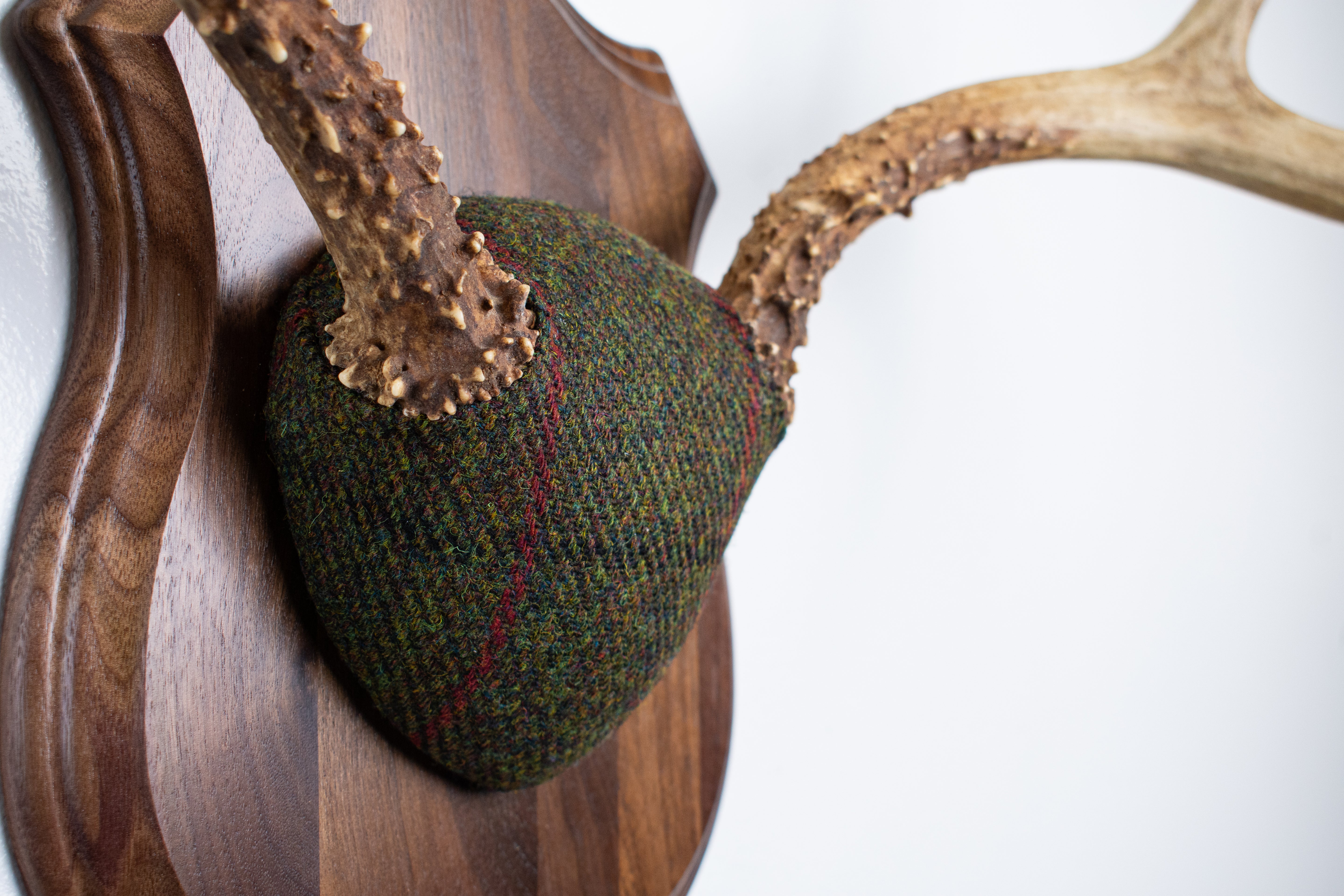 Mule Deer Antler Mount | Green with Black and Red Overcheck | 18