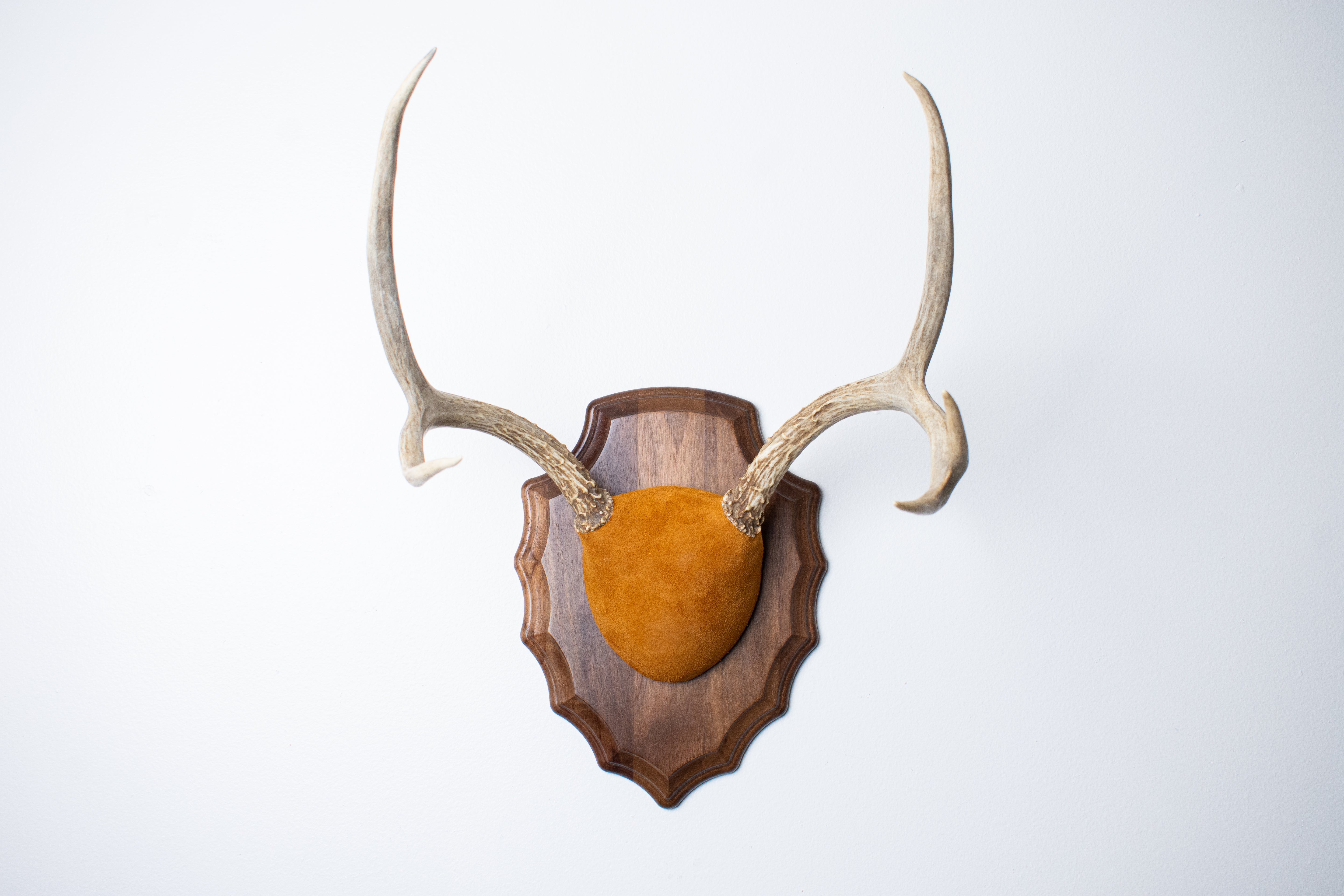 Mule Deer Antler Mount | Nutmeg | 14