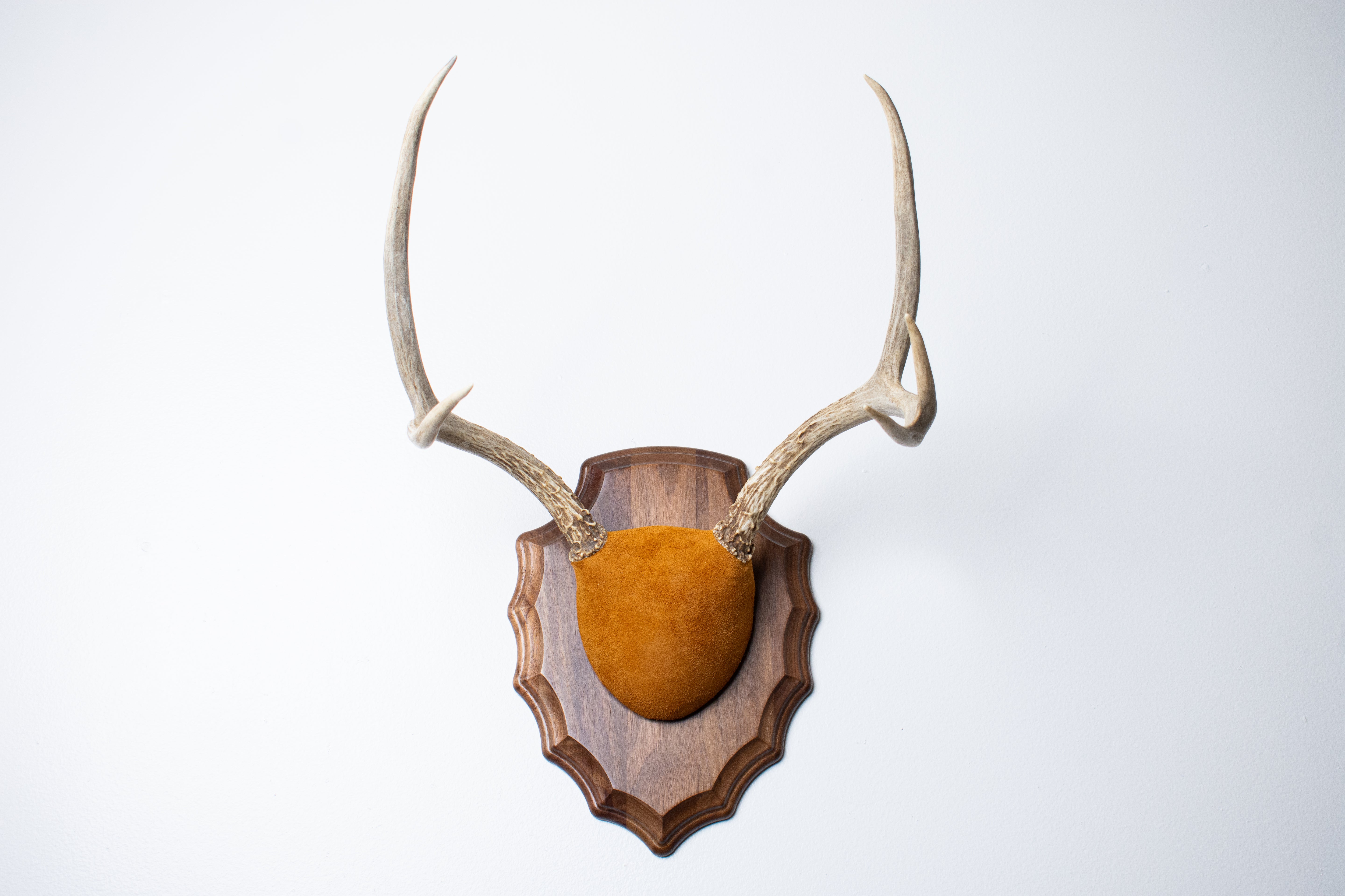 Mule Deer Antler Mount | Nutmeg | 14