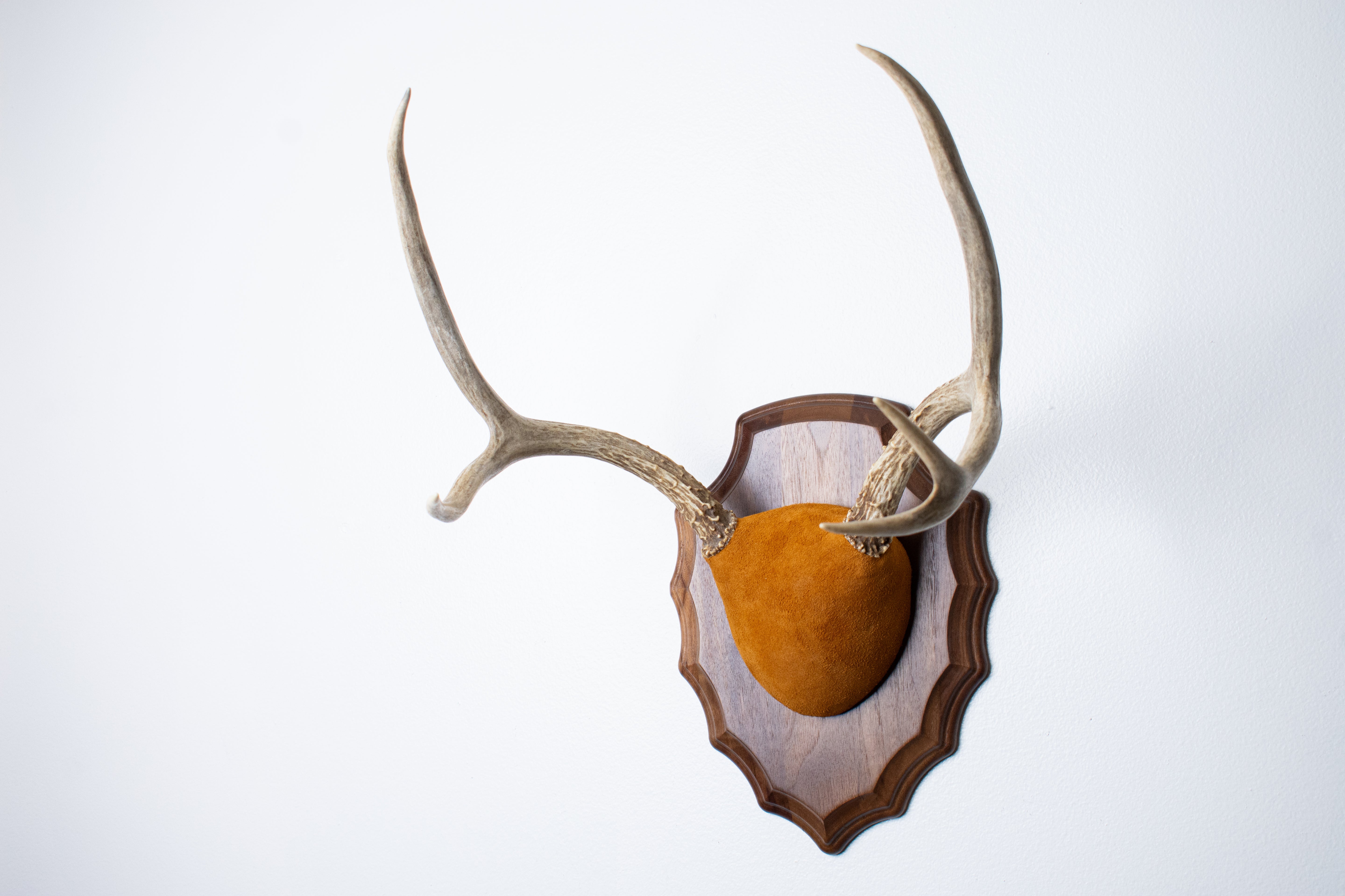 Mule Deer Antler Mount | Nutmeg | 14