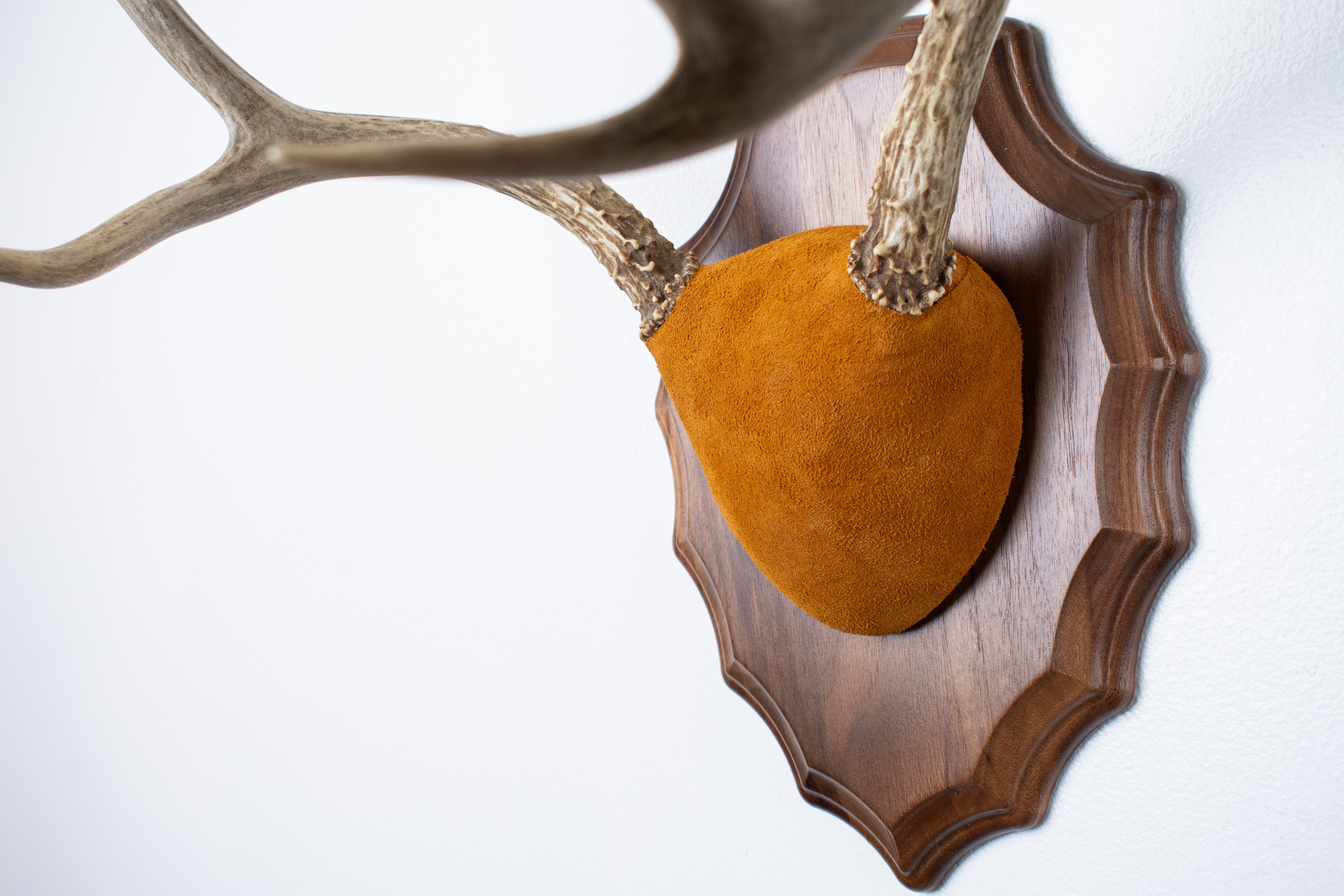 Mule Deer Antler Mount | Nutmeg | 14