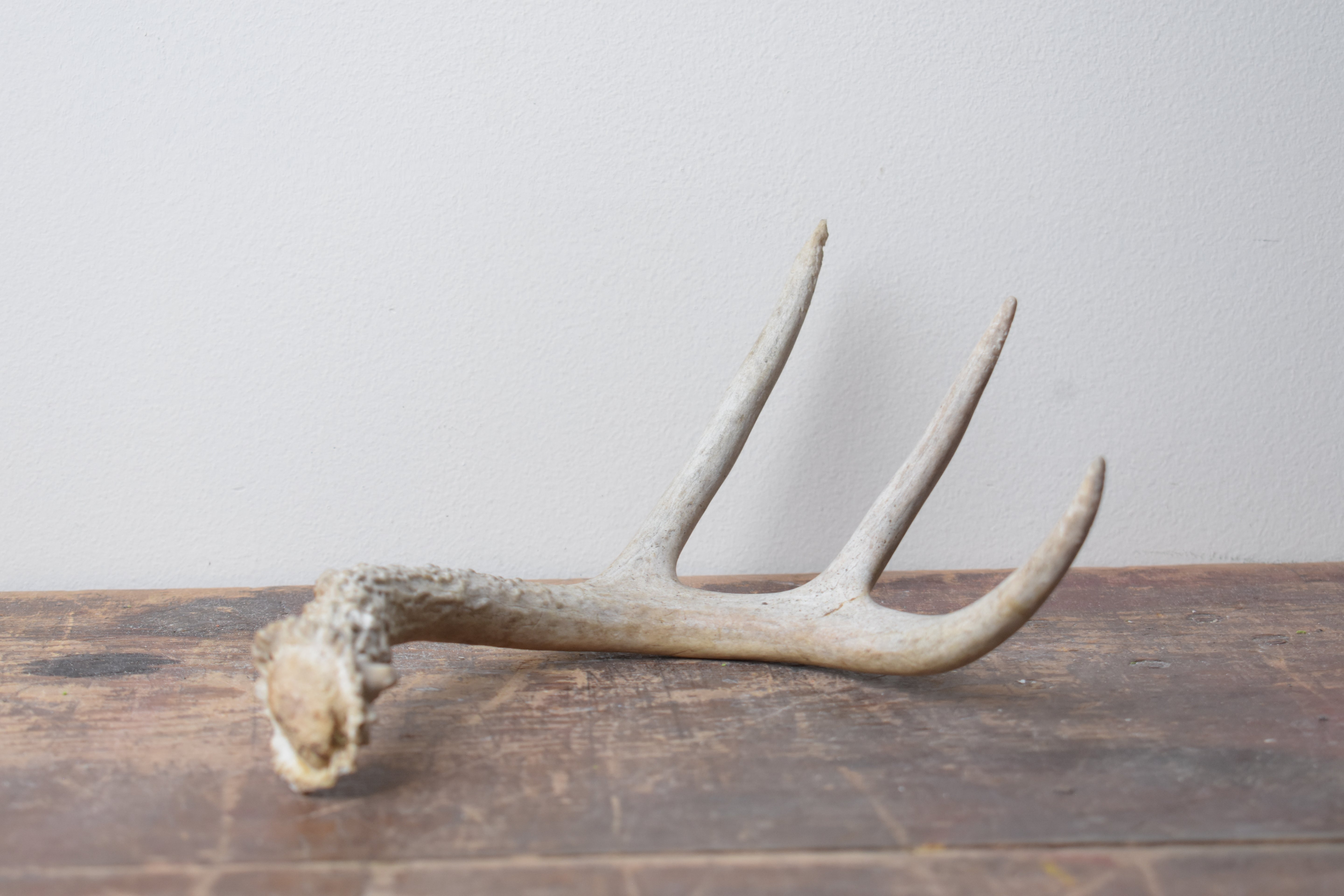 Whitetail Deer Antler | 03 | SOLD OUT