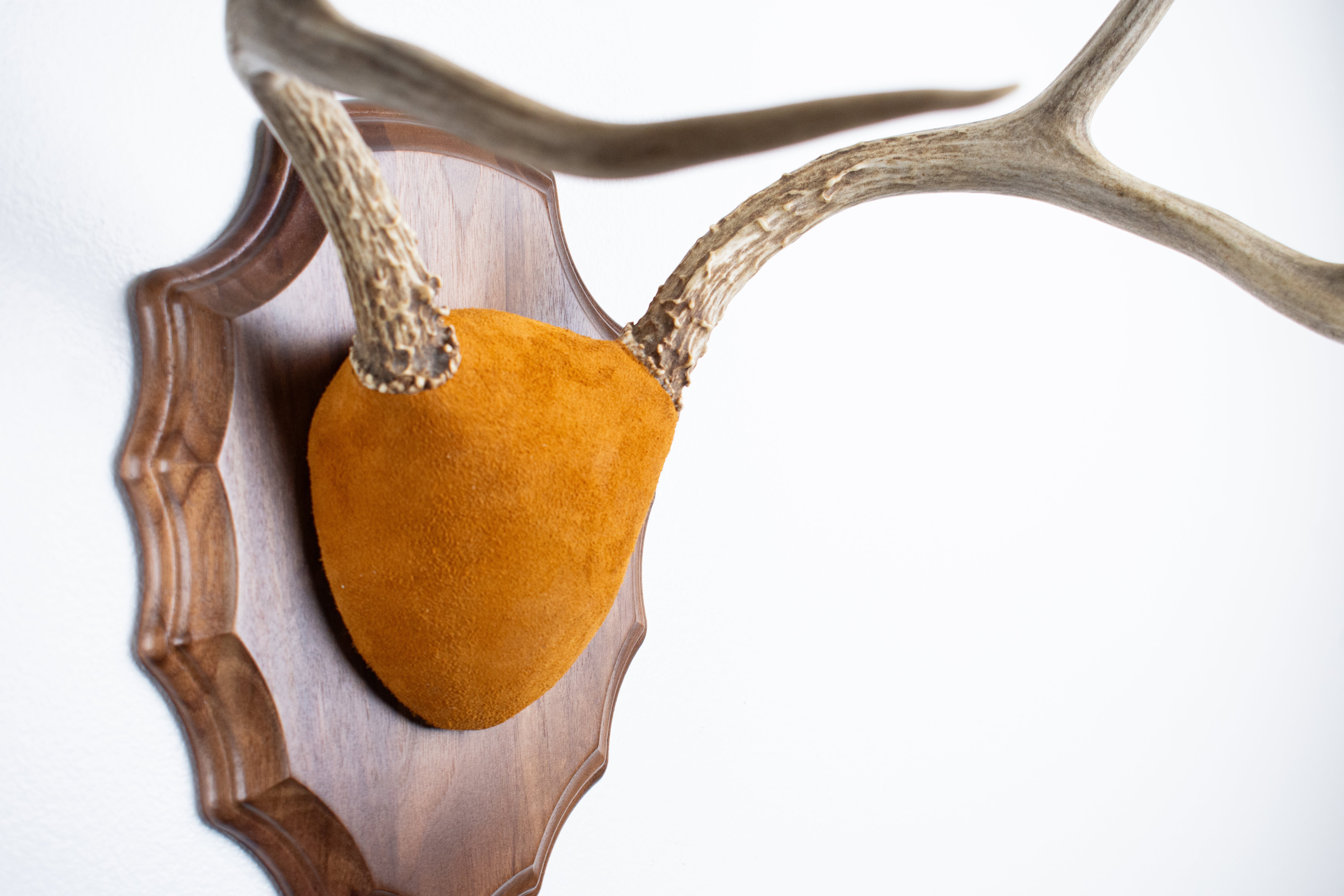 Mule Deer Antler Mount | Nutmeg | 14