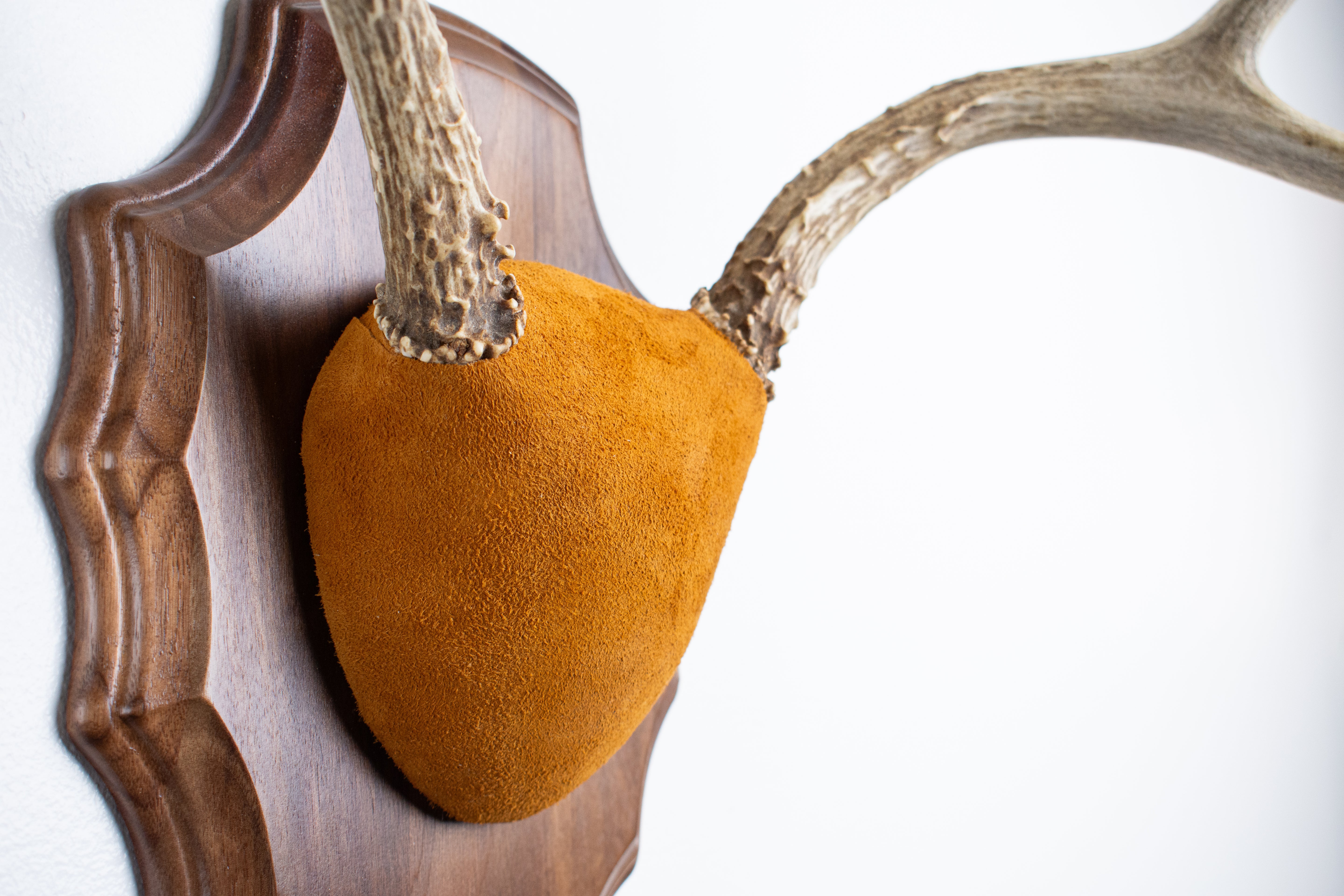 Mule Deer Antler Mount | Nutmeg | 14