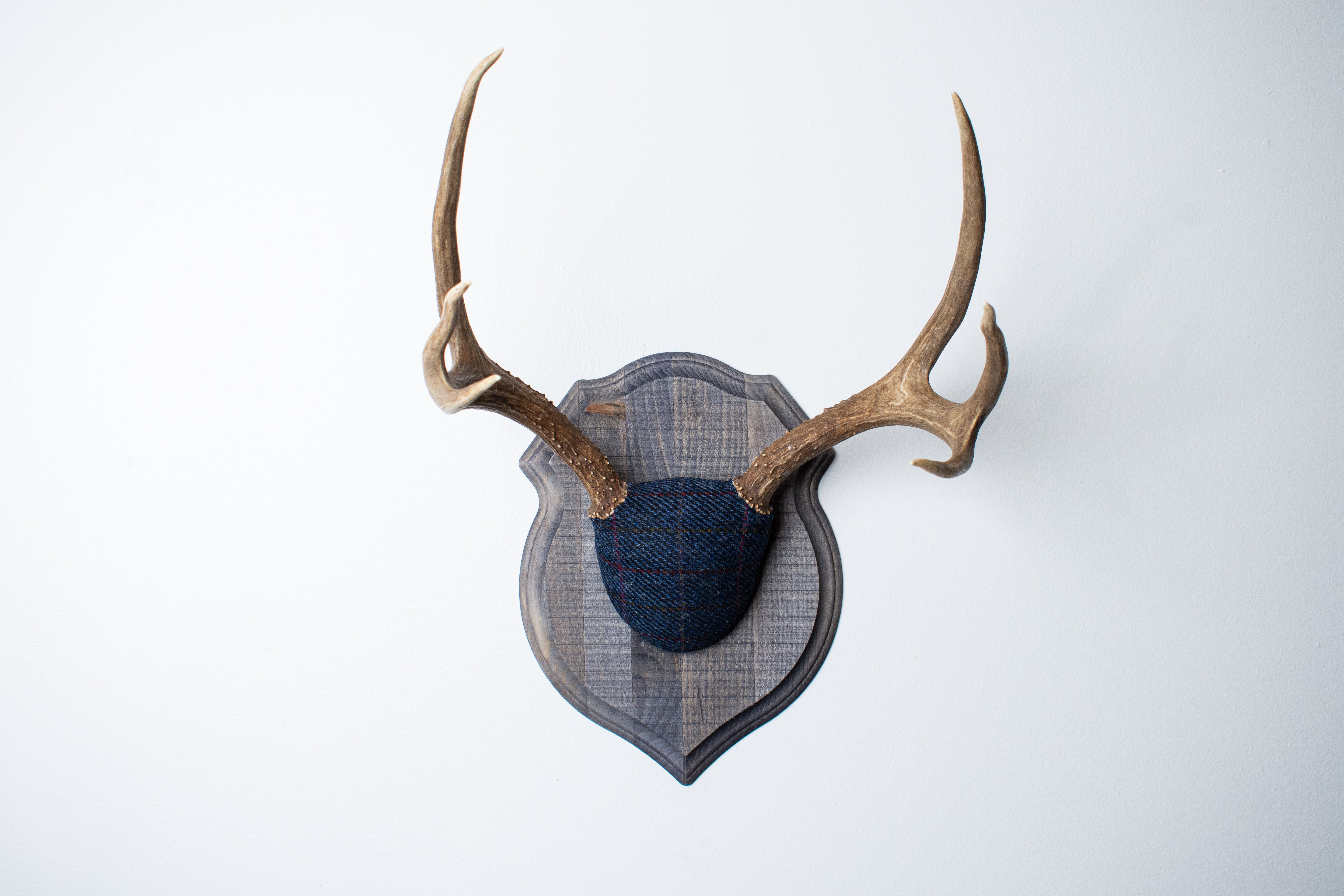 Mule Deer Antler Mount | Blue with Red Overcheck | 27