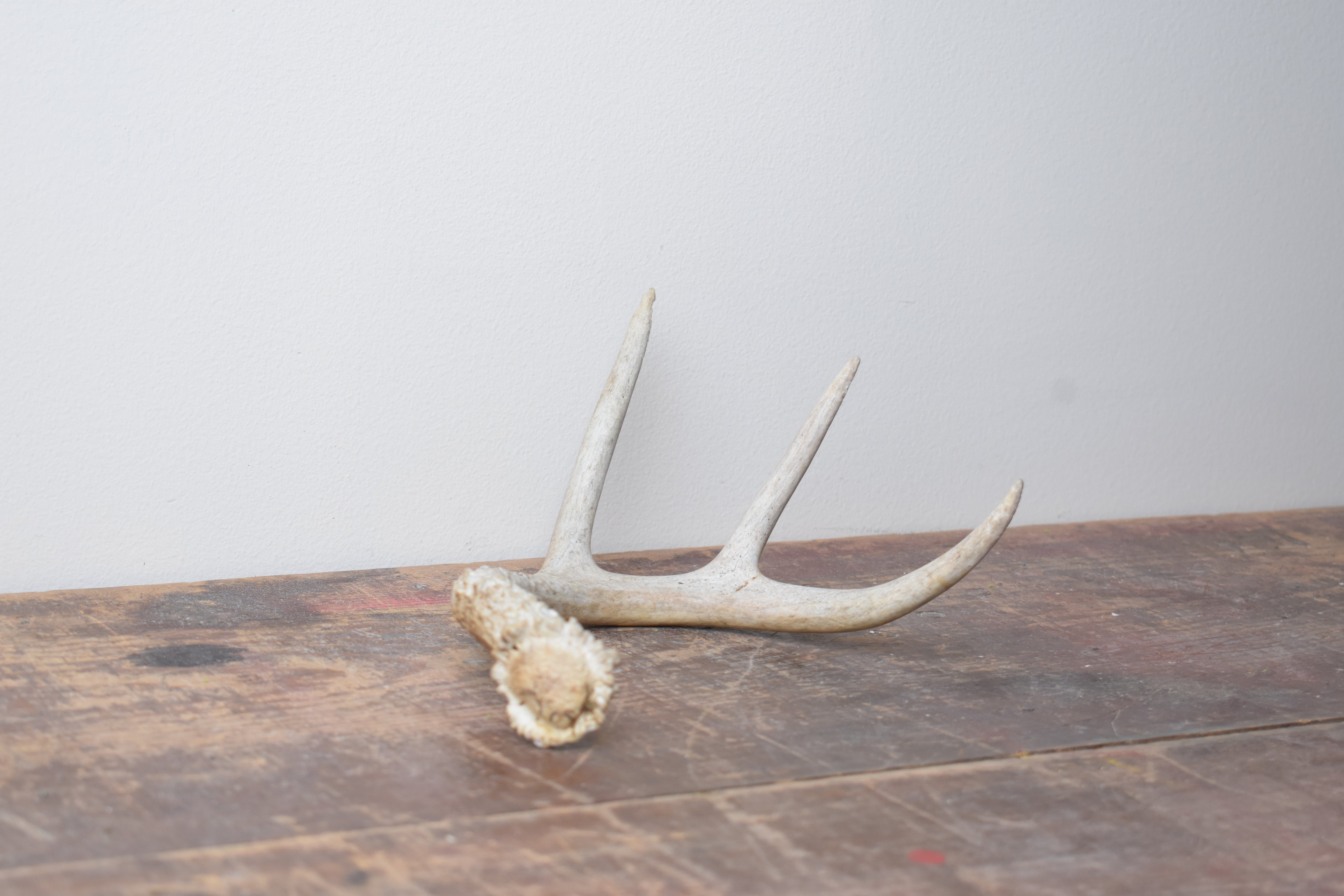 Whitetail Deer Antler | 03 | SOLD OUT