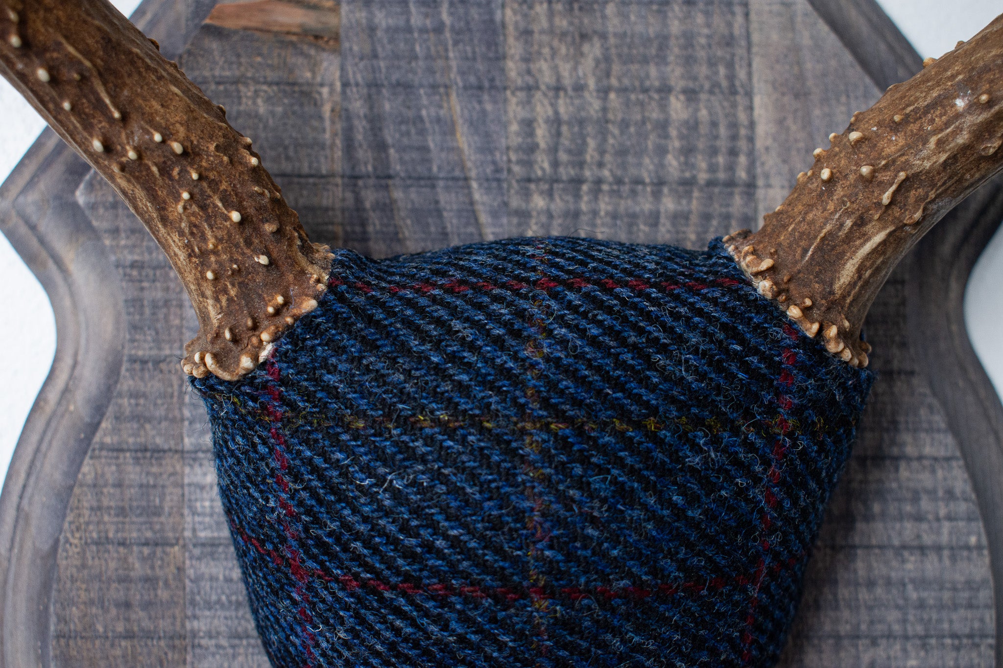 Mule Deer Antler Mount | Blue with Red Overcheck | 27