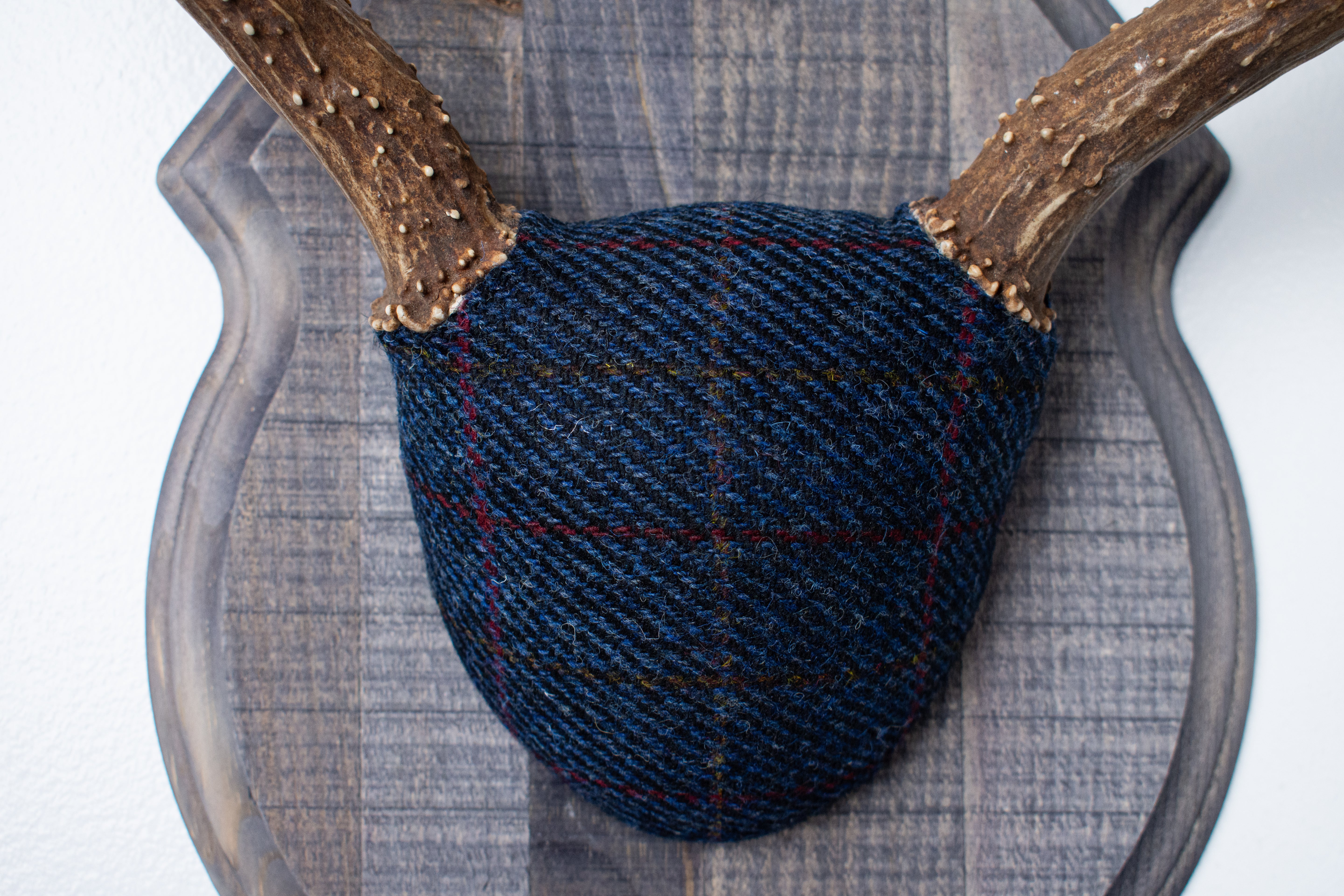 Mule Deer Antler Mount | Blue with Red Overcheck | 27