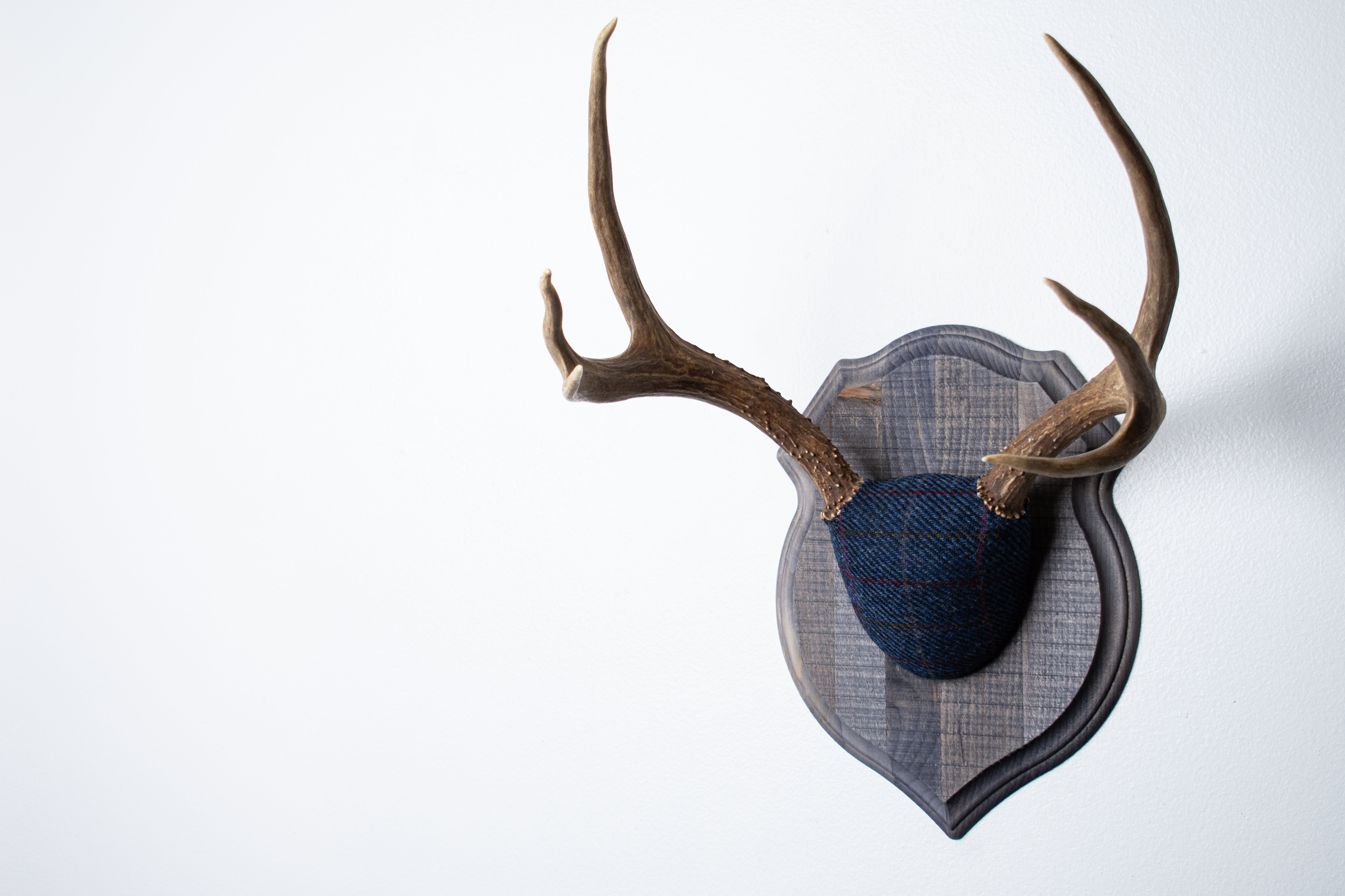 Mule Deer Antler Mount | Blue with Red Overcheck | 27