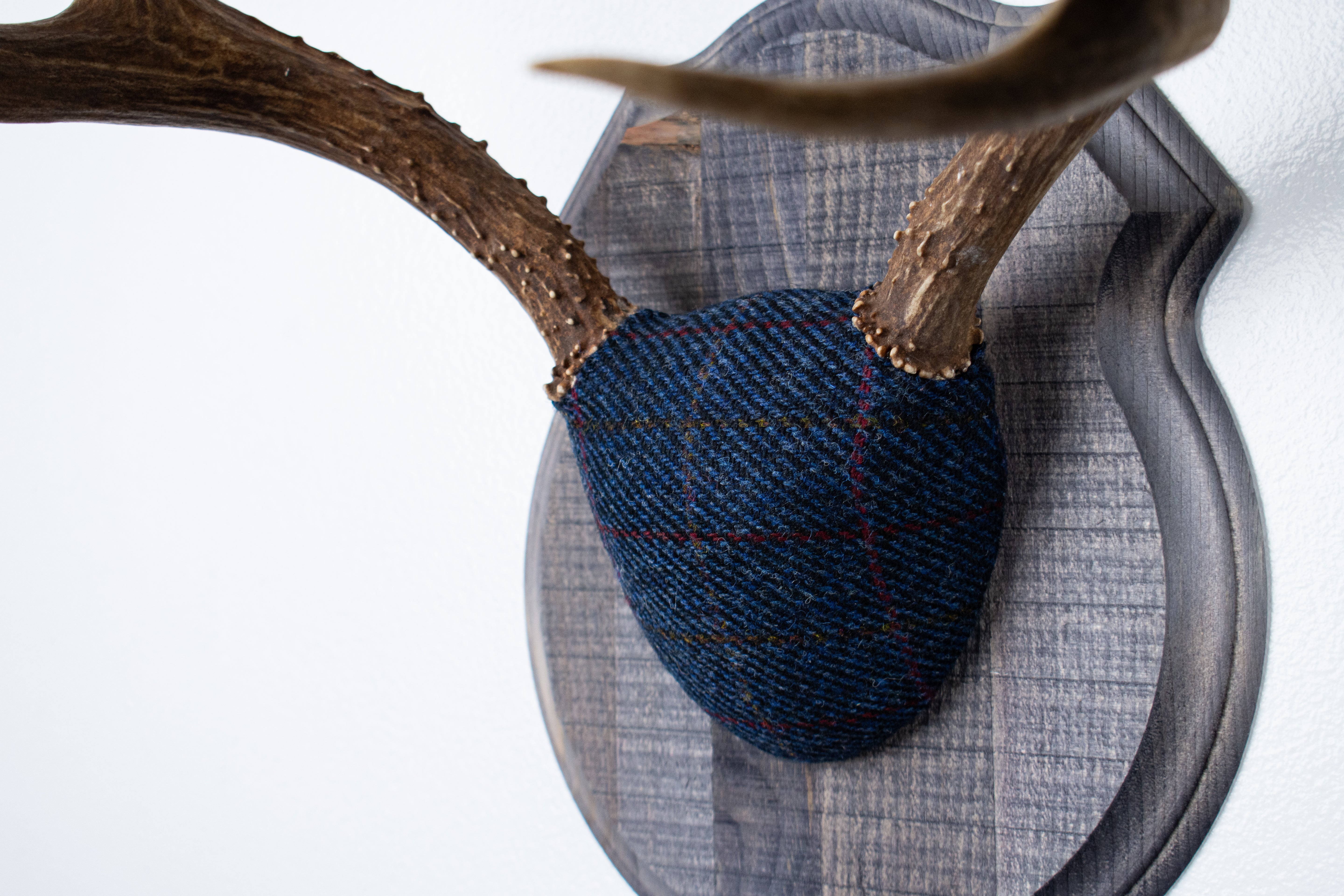 Mule Deer Antler Mount | Blue with Red Overcheck | 27