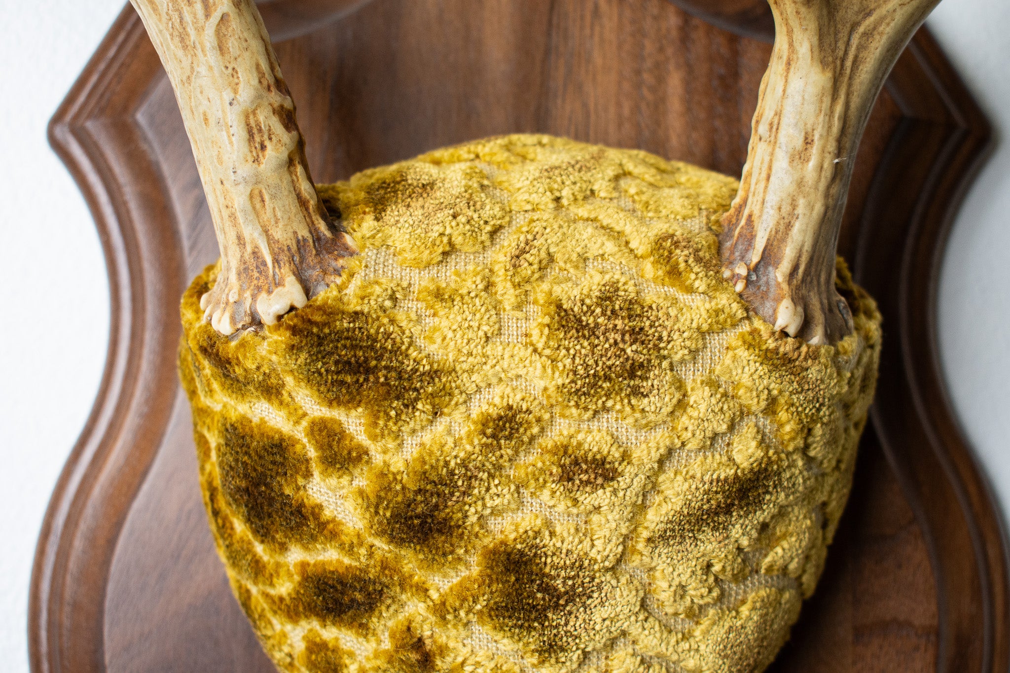 Whitetail Deer Antler Mount | Antique Gold & Umber | 14