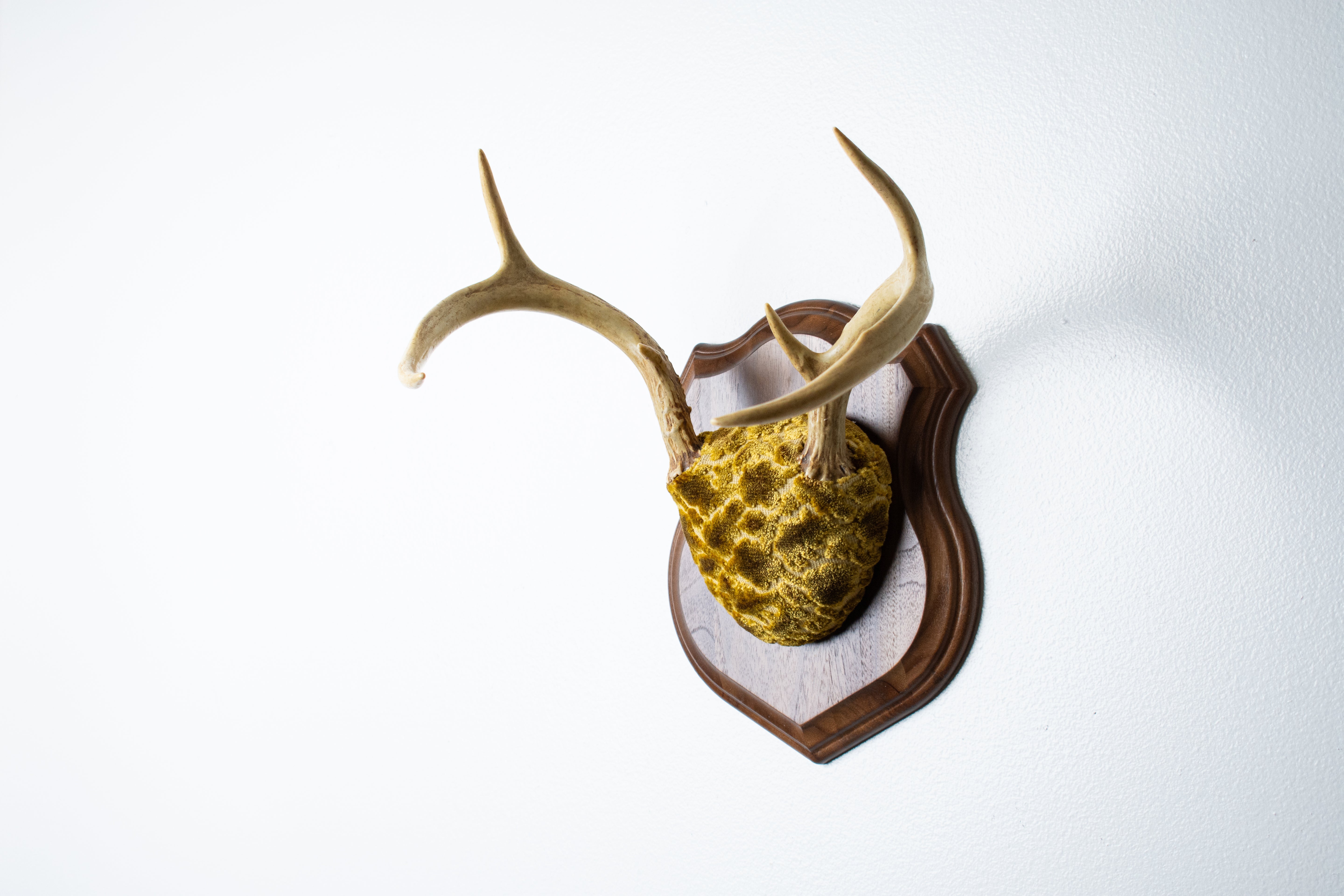 Whitetail Deer Antler Mount | Antique Gold & Umber | 14