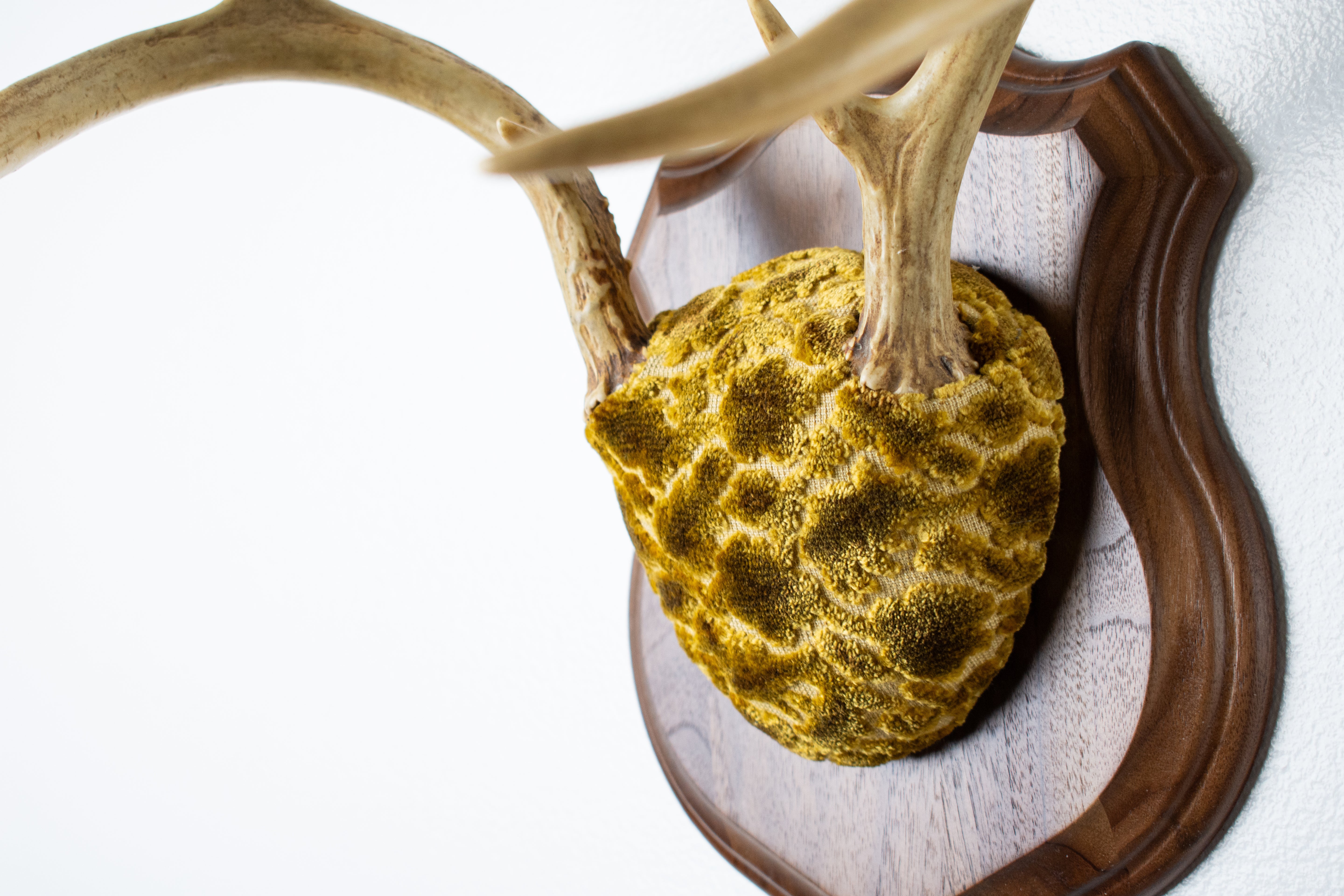 Whitetail Deer Antler Mount | Antique Gold & Umber | 14