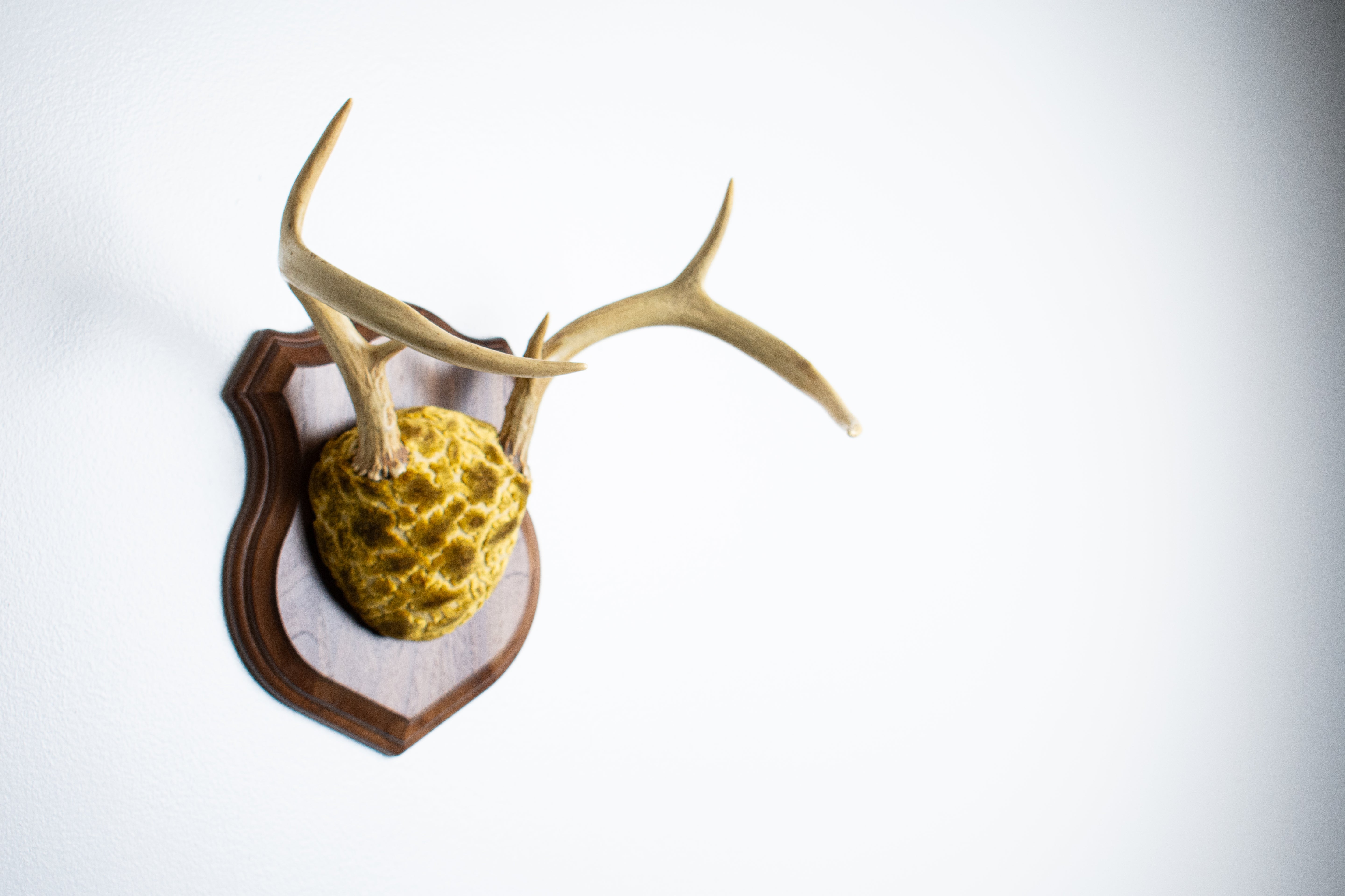 Whitetail Deer Antler Mount | Antique Gold & Umber | 14