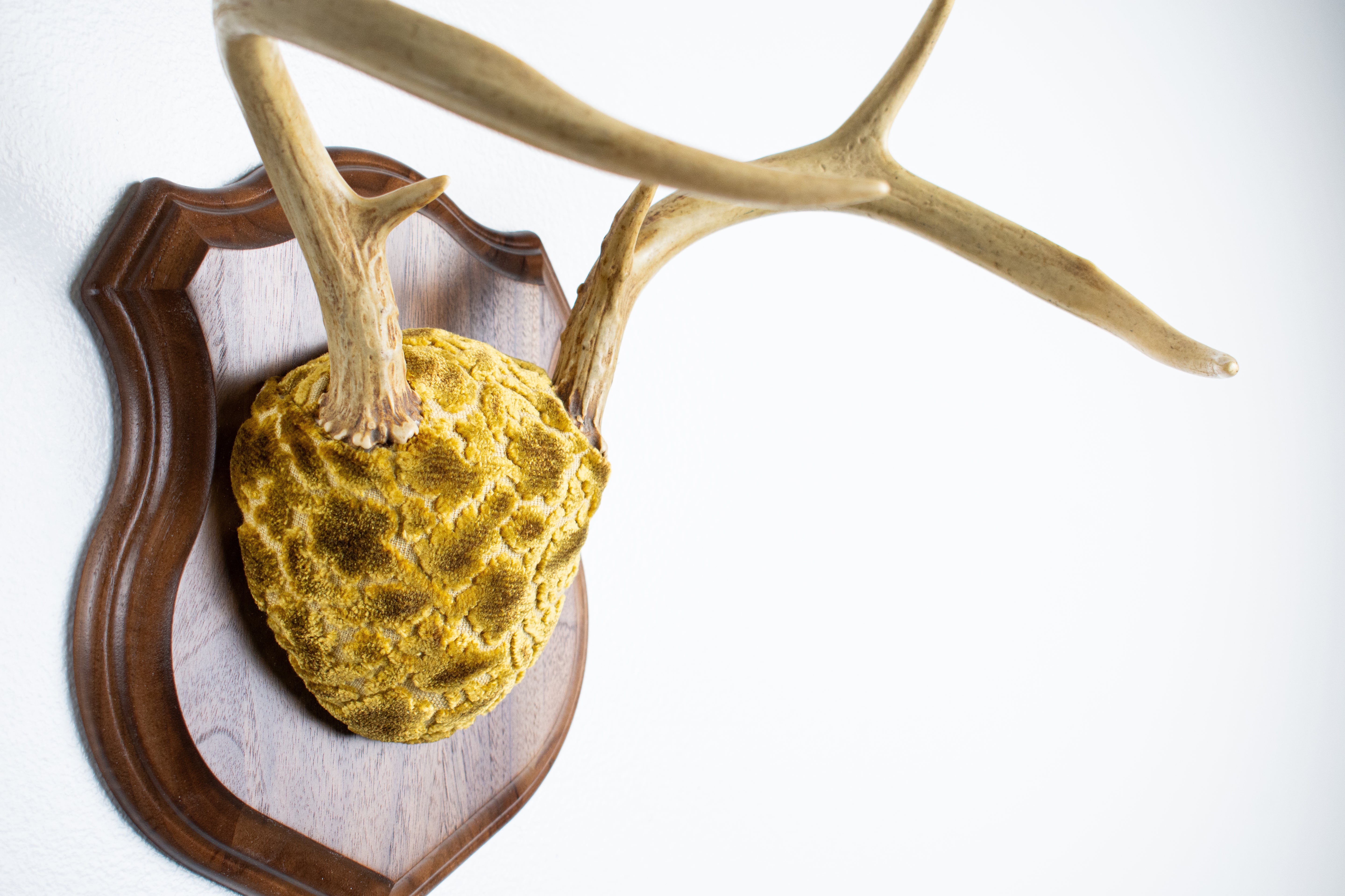 Whitetail Deer Antler Mount | Antique Gold & Umber | 14