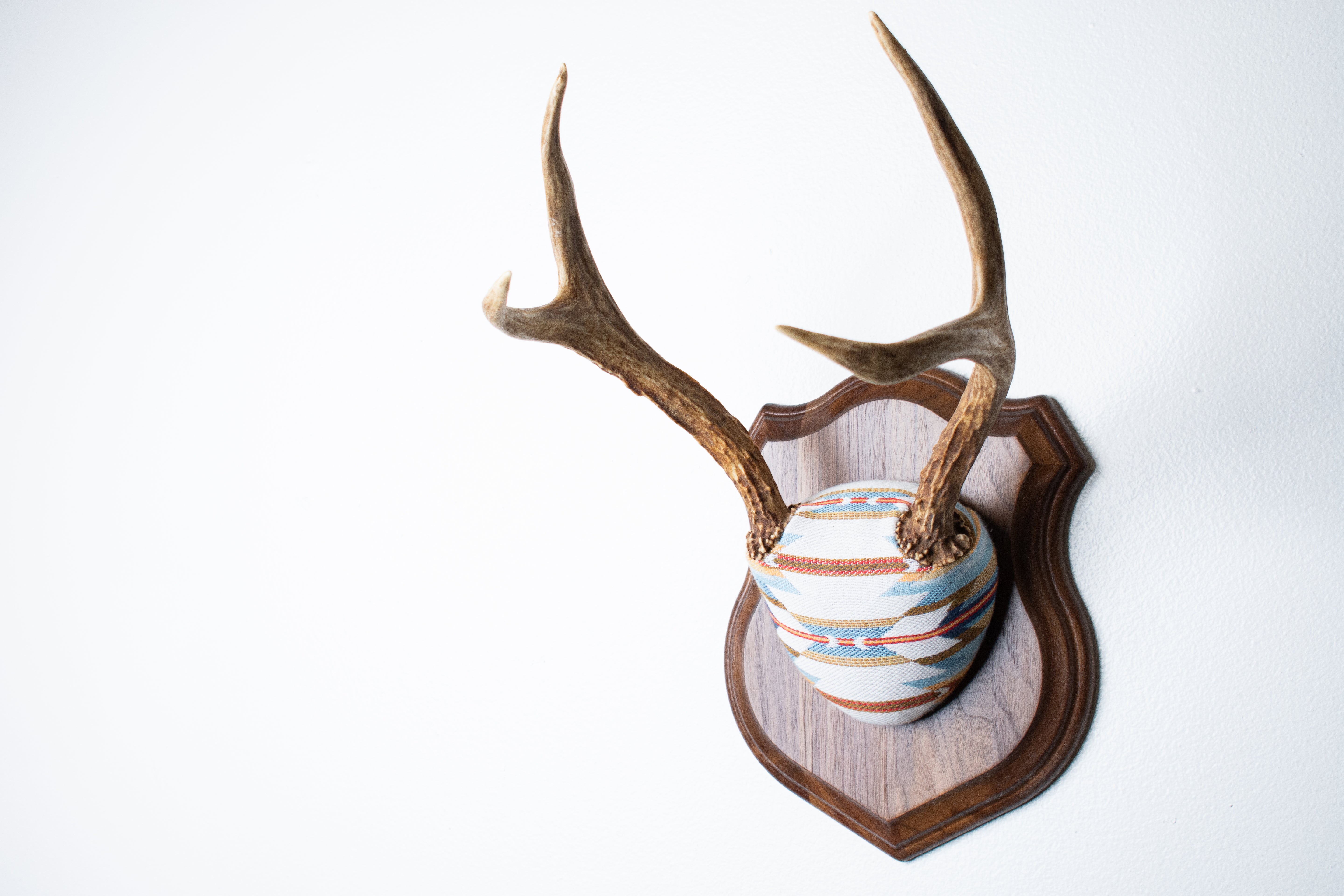 Mule Deer Antler Mount | Sunset | 05