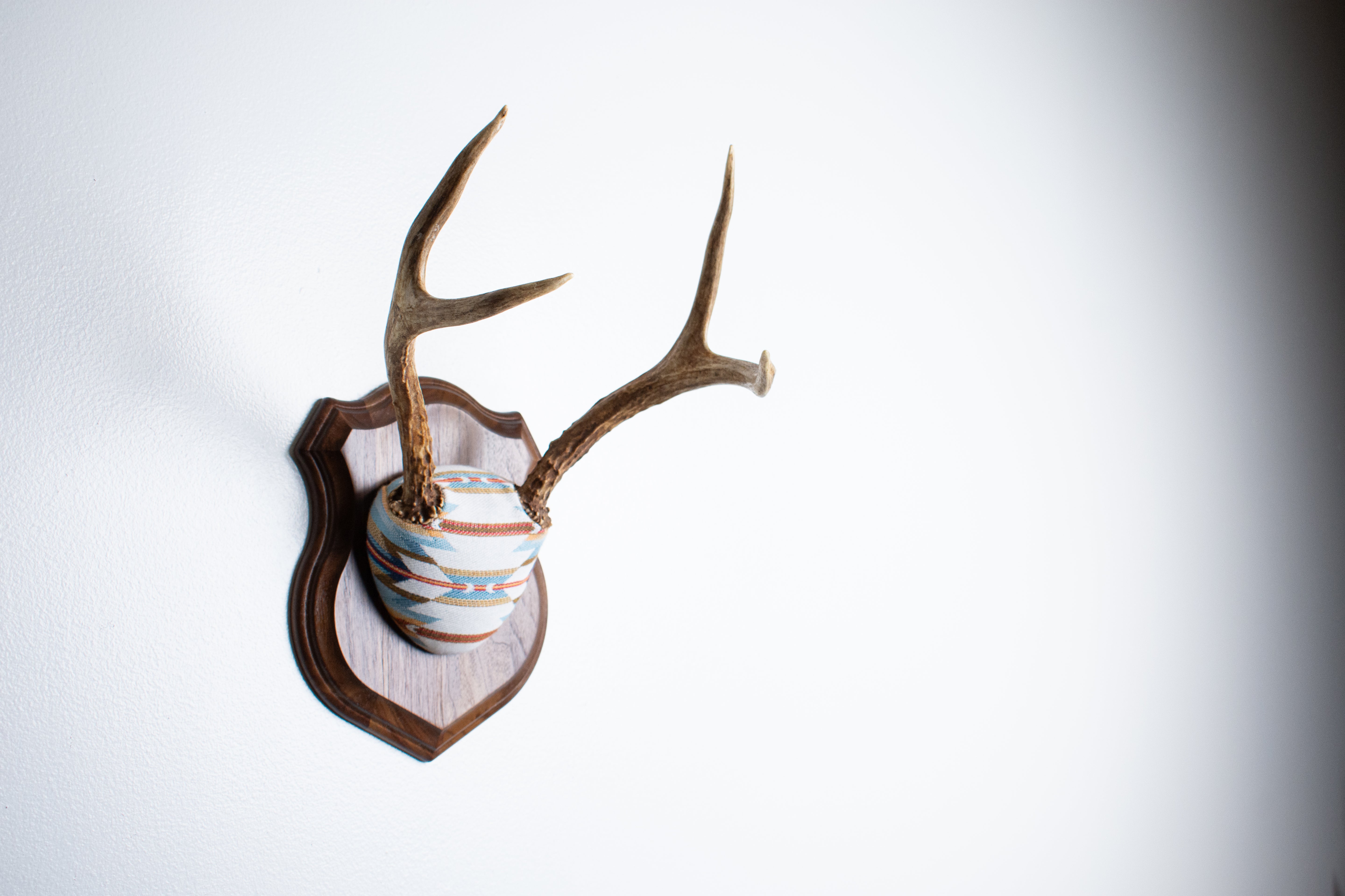 Mule Deer Antler Mount | Sunset | 05