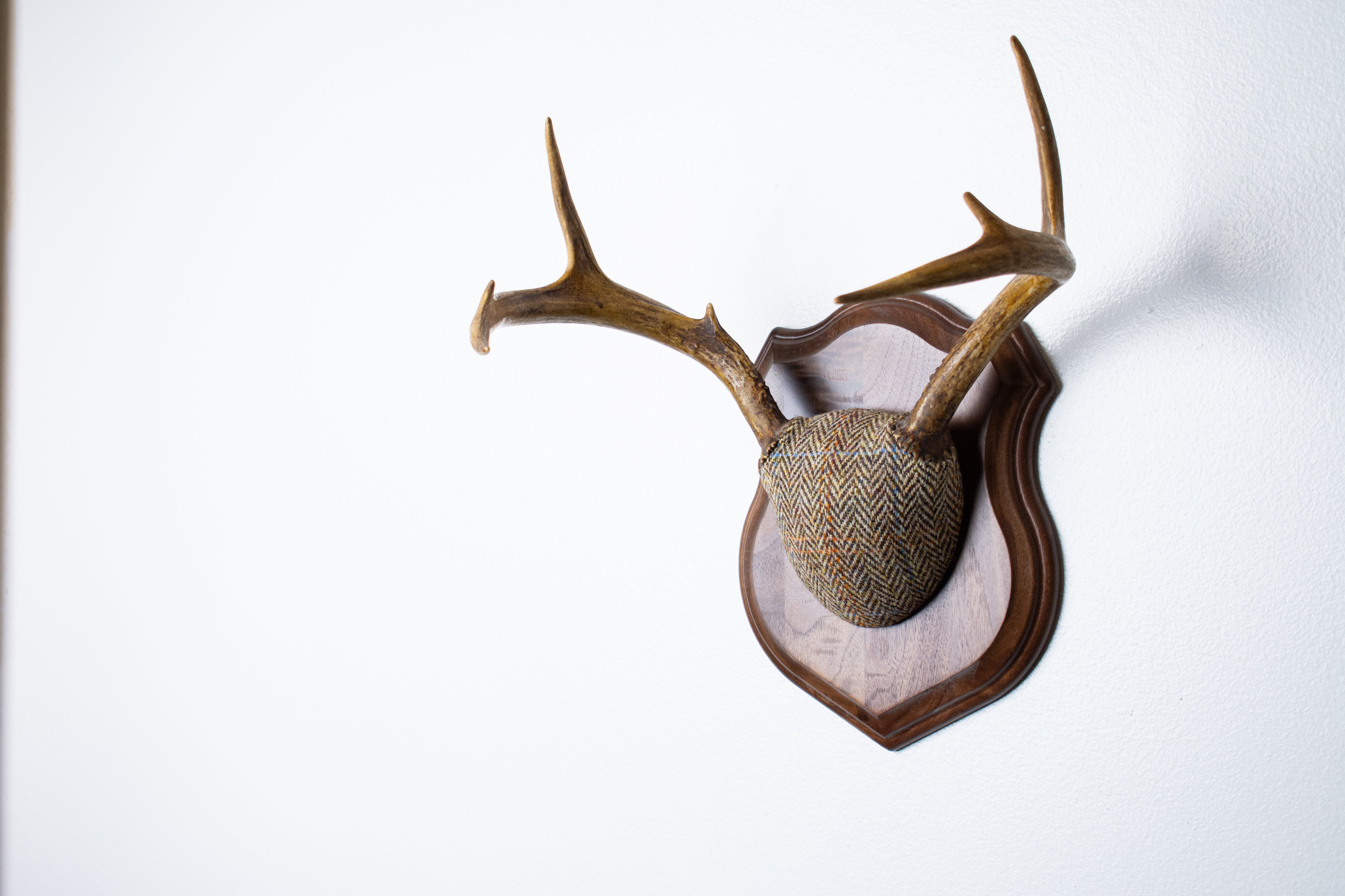 Whitetail Deer Antler Mount | Brown Herringbone | 26