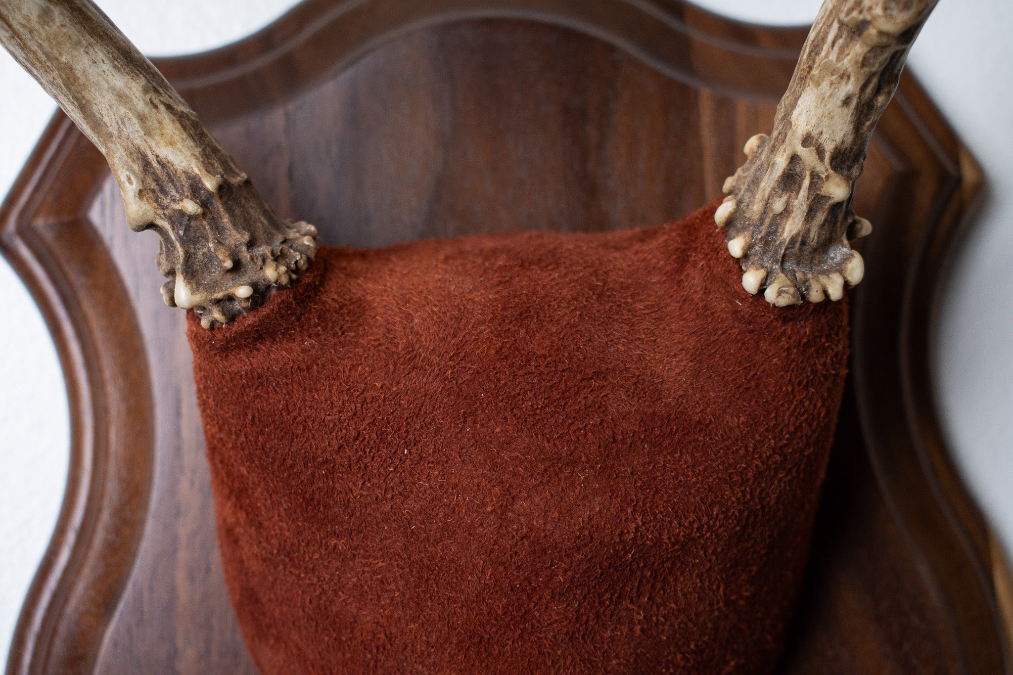 Mule Deer Antler Mount | Burgundy | 15