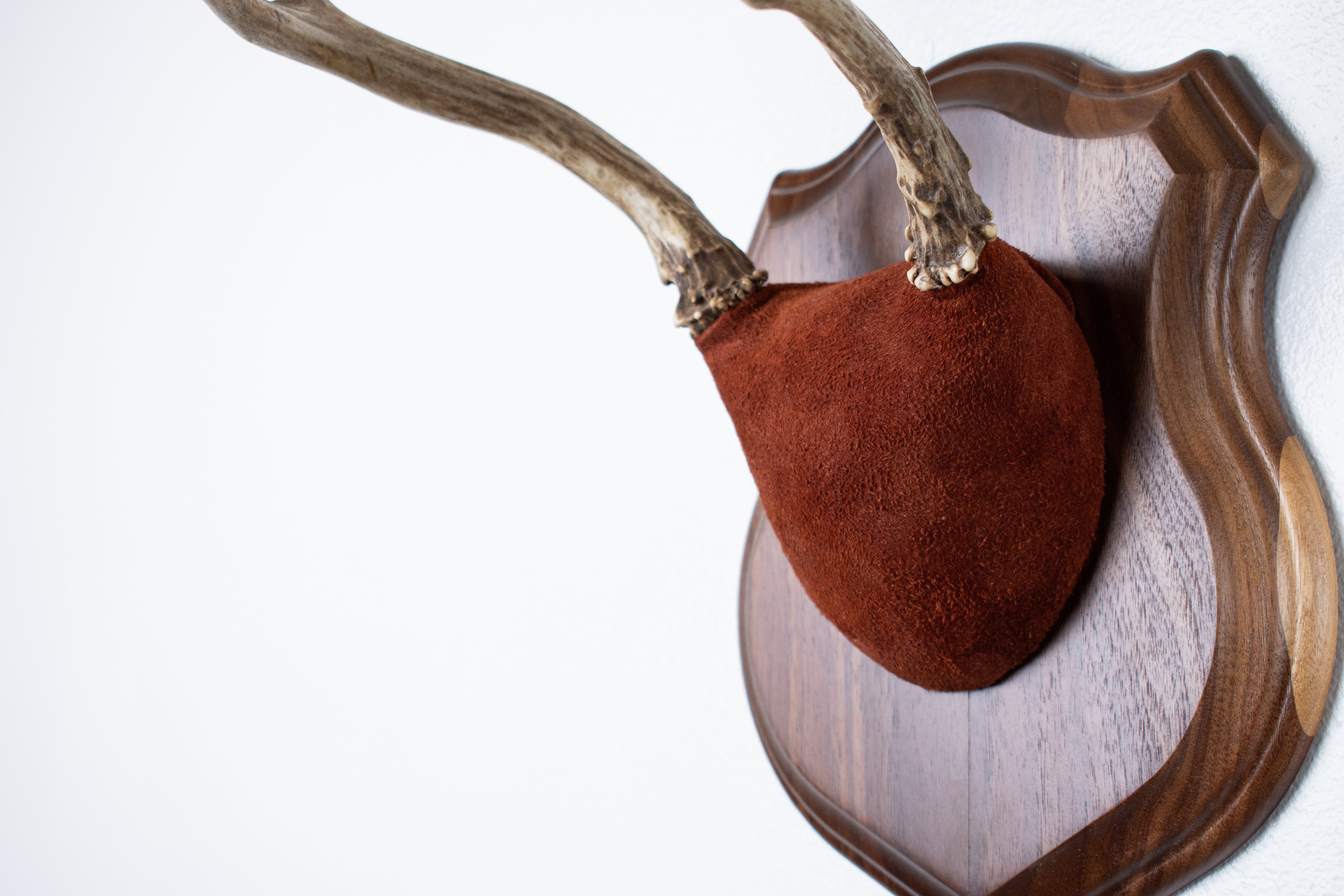 Mule Deer Antler Mount | Burgundy | 15