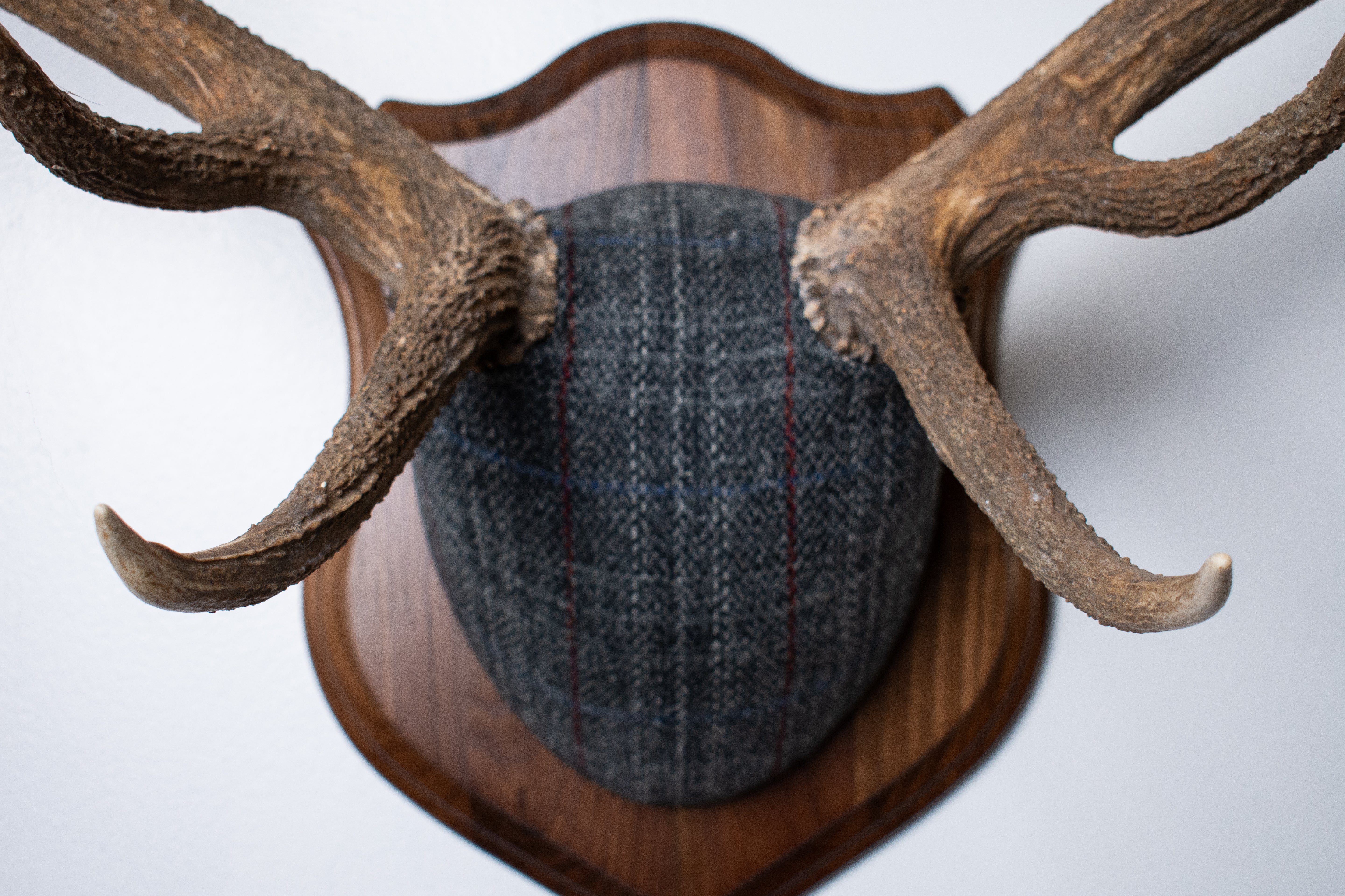 Elk Antler Mount | Grey with Red Overcheck | 22