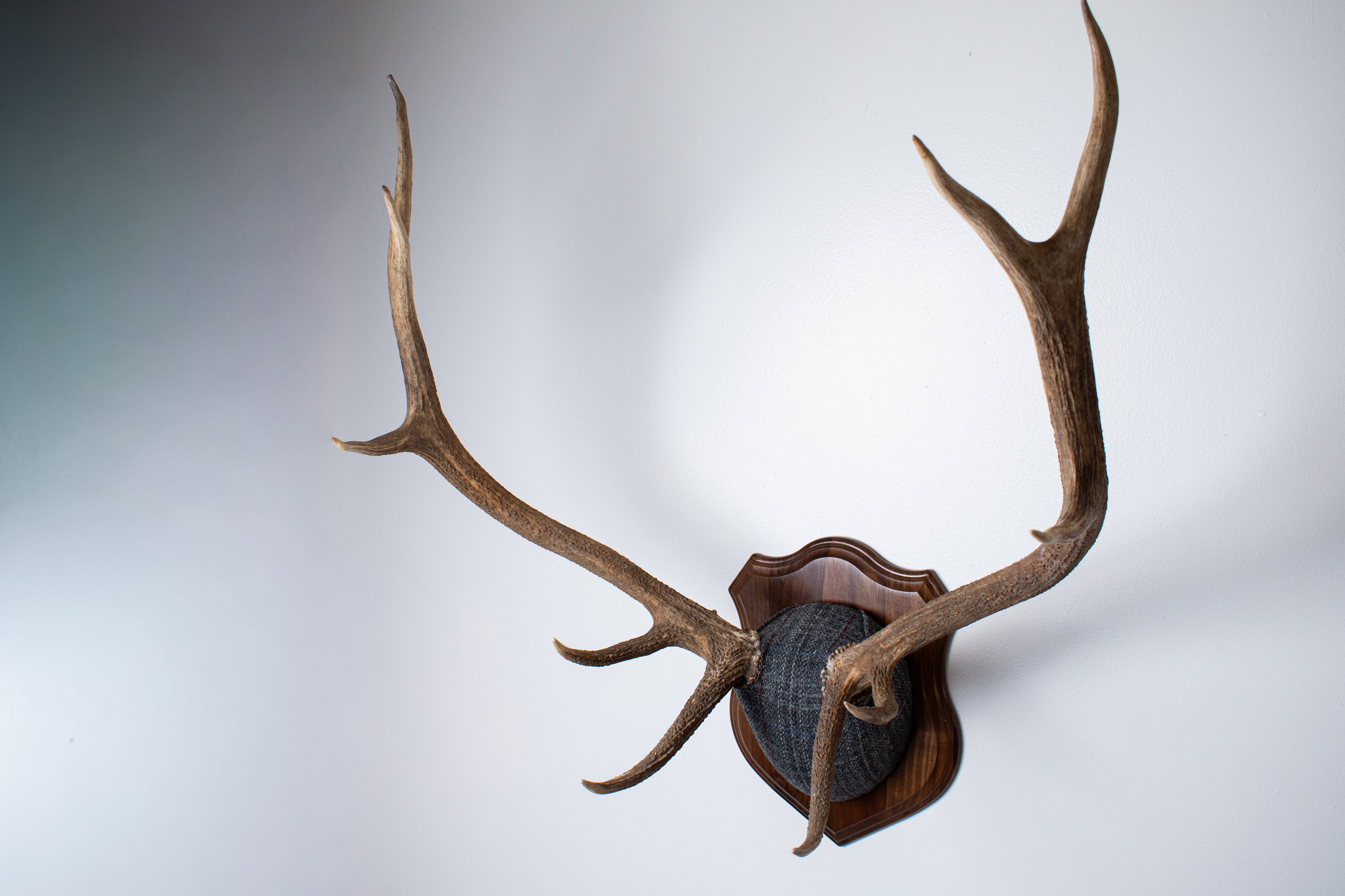 Elk Antler Mount | Grey with Red Overcheck | 22