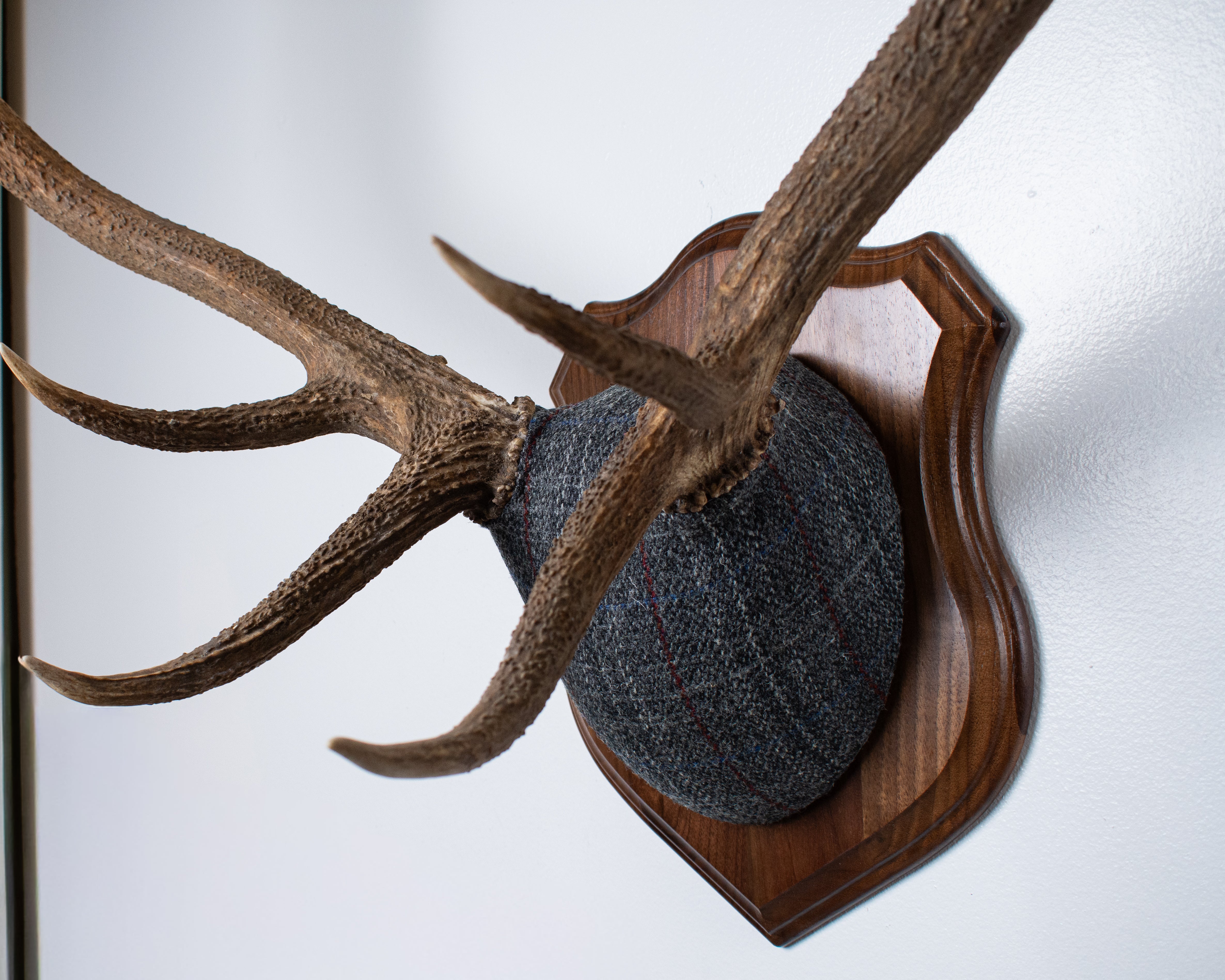 Elk Antler Mount | Grey with Red Overcheck | 22