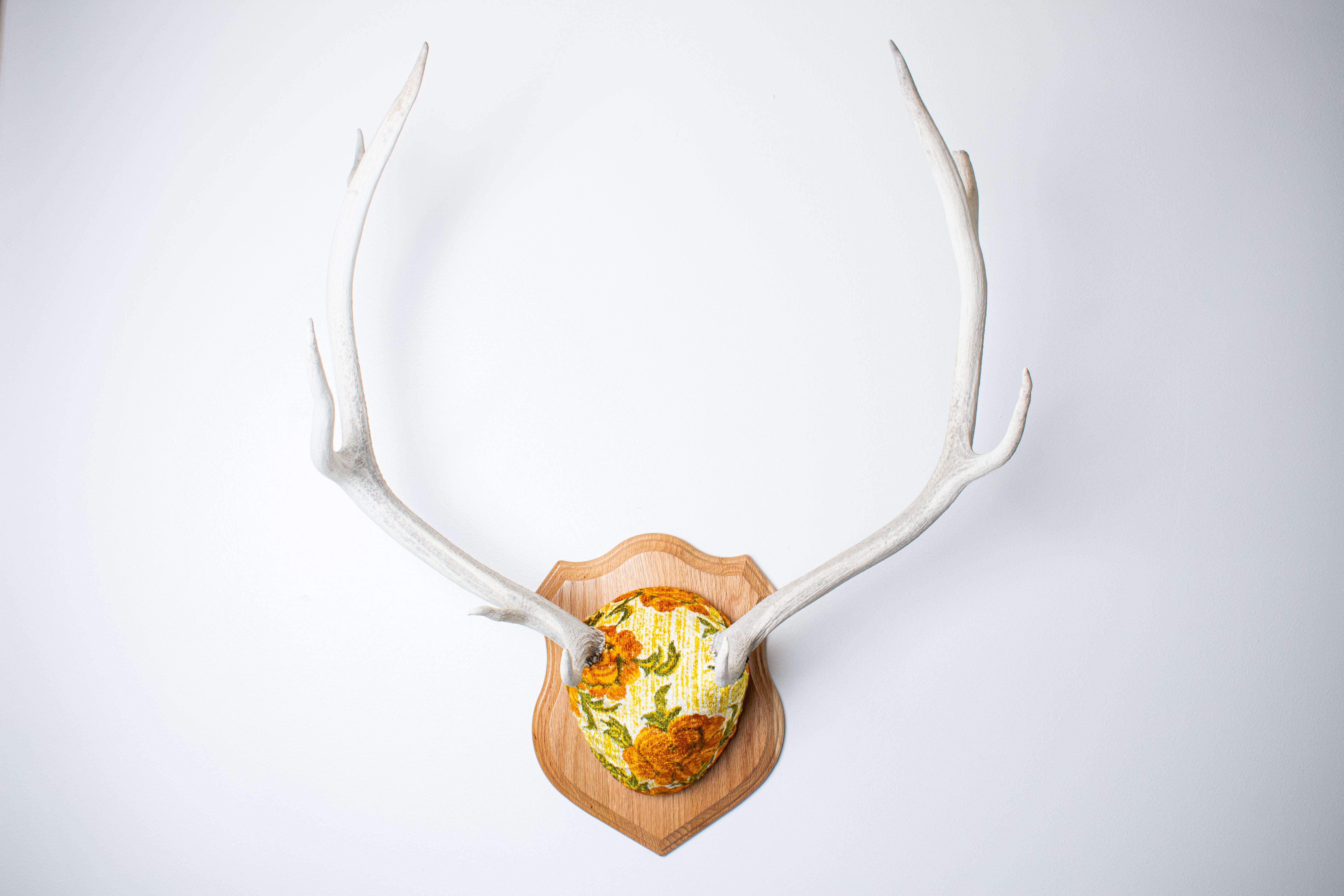 Elk Antler Mount | Golden Marigold | 11